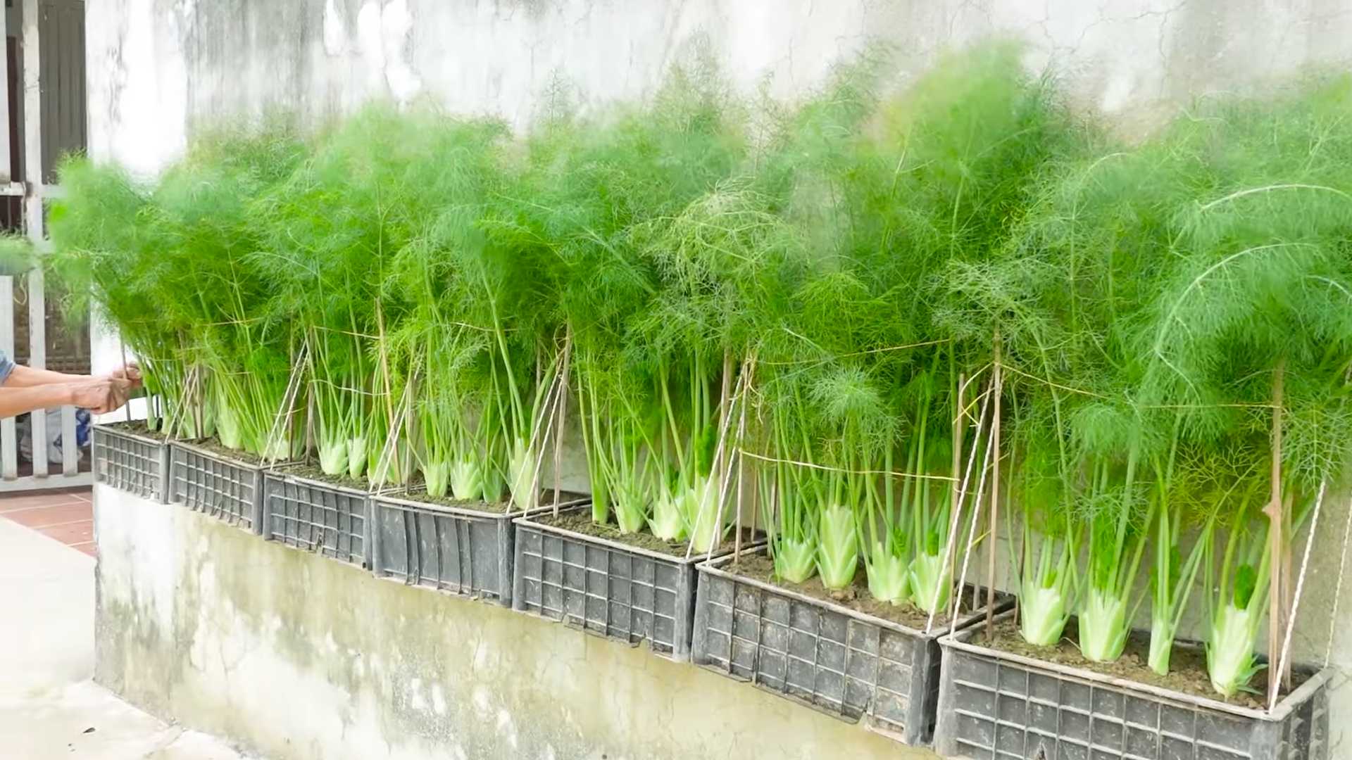 Growing Dill Windowsill Herb Garden