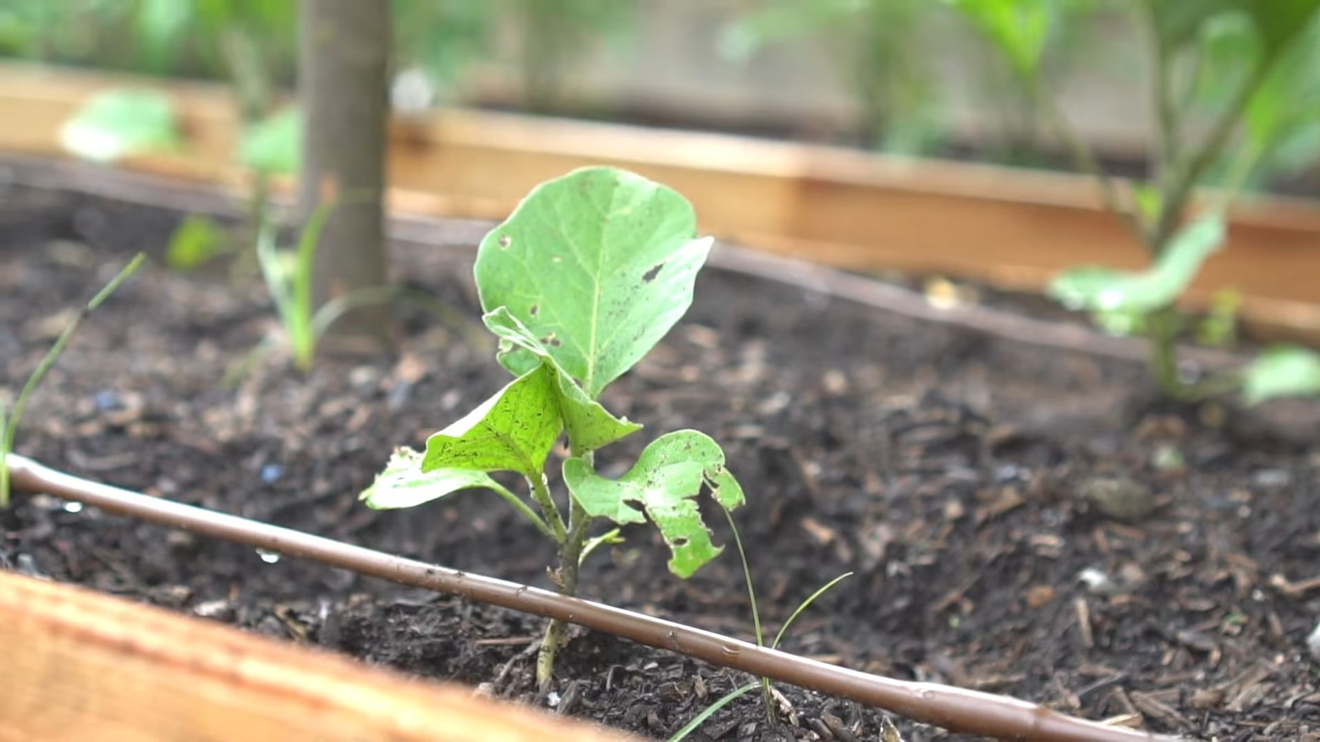 Eggplant gardening for beginners