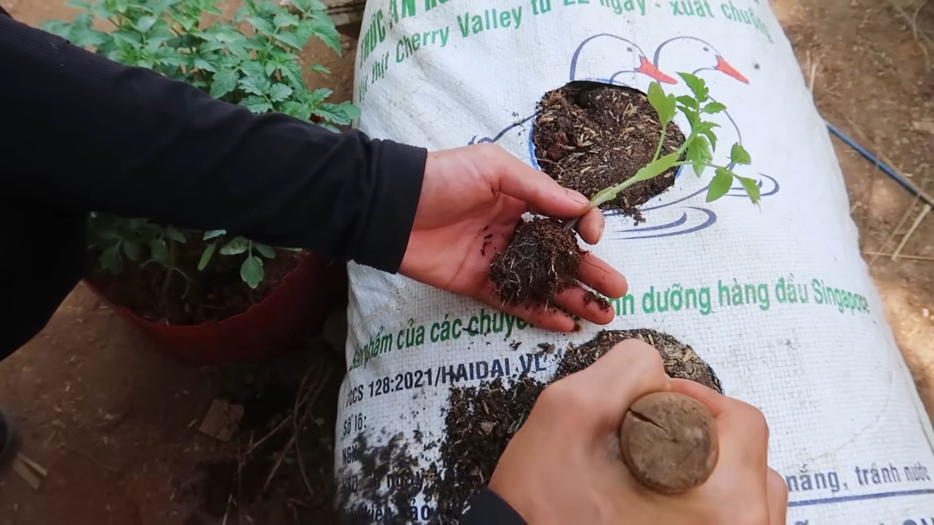 Growing tomatoes first time