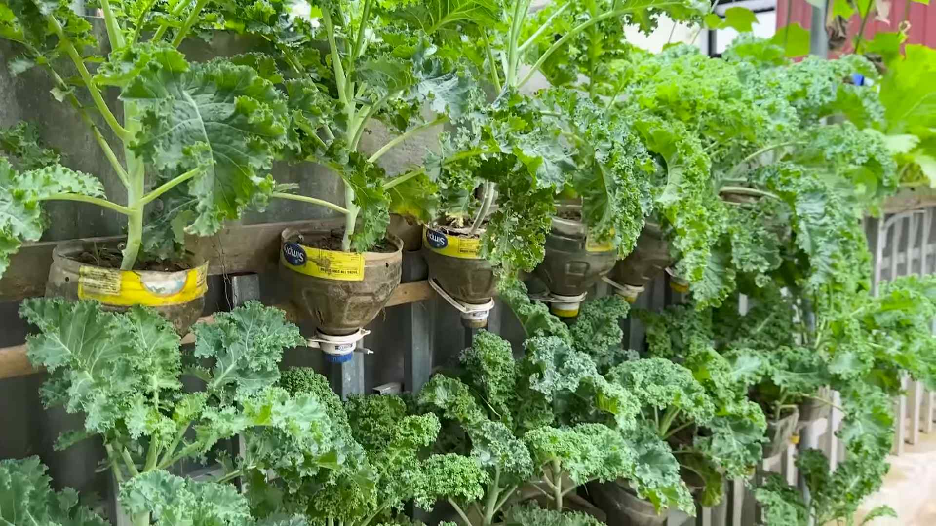 Growing Kale for Beginners