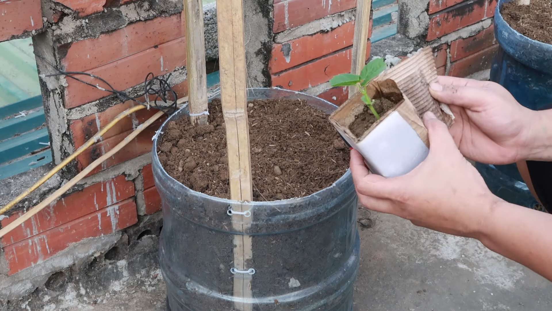 Grow Bitter Melon at Home