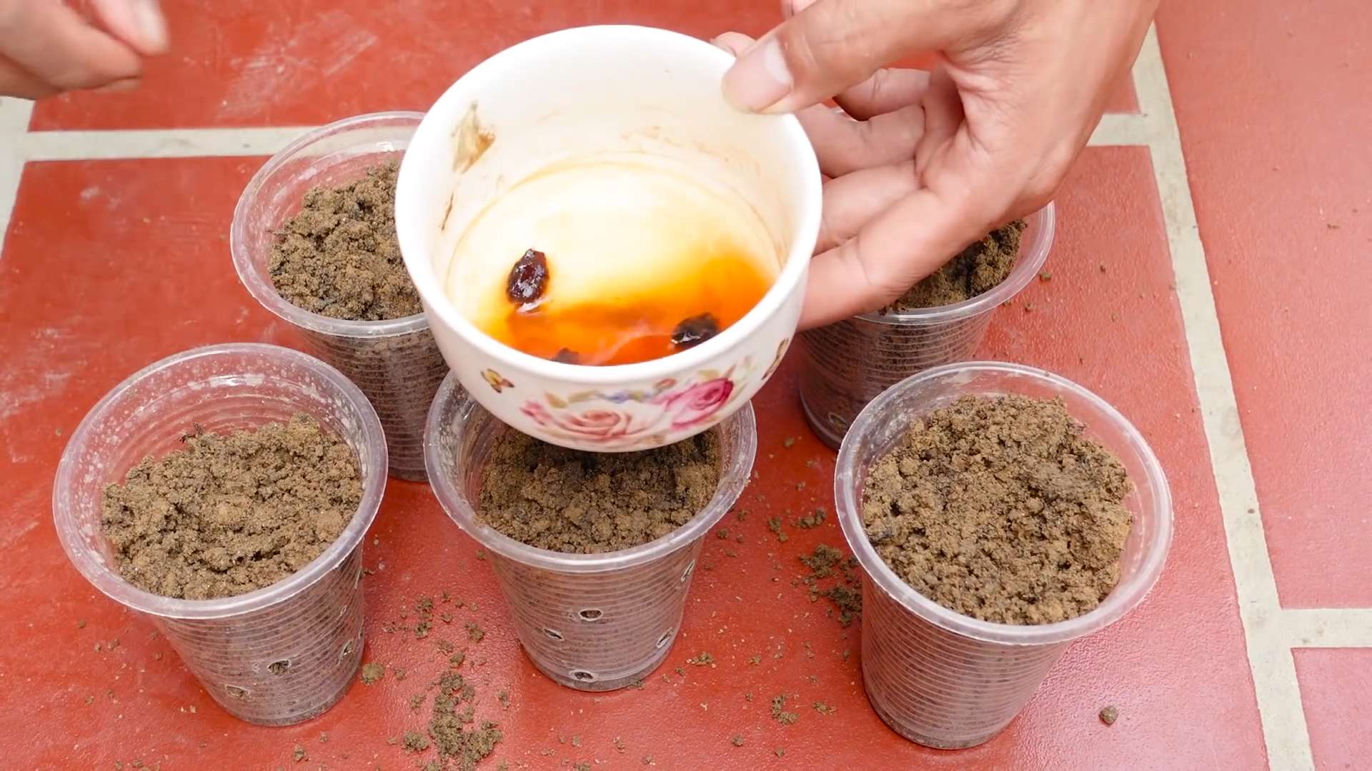 Growing Sweet Melon at Home
