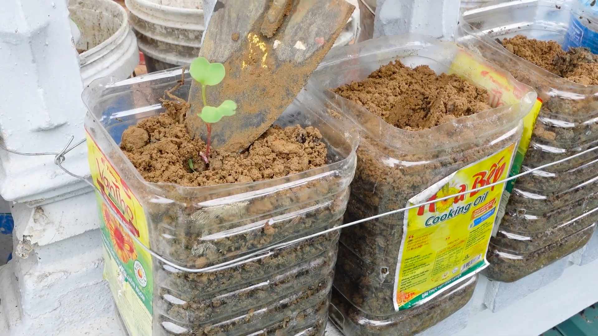 Grow Radishes Indoors Easily