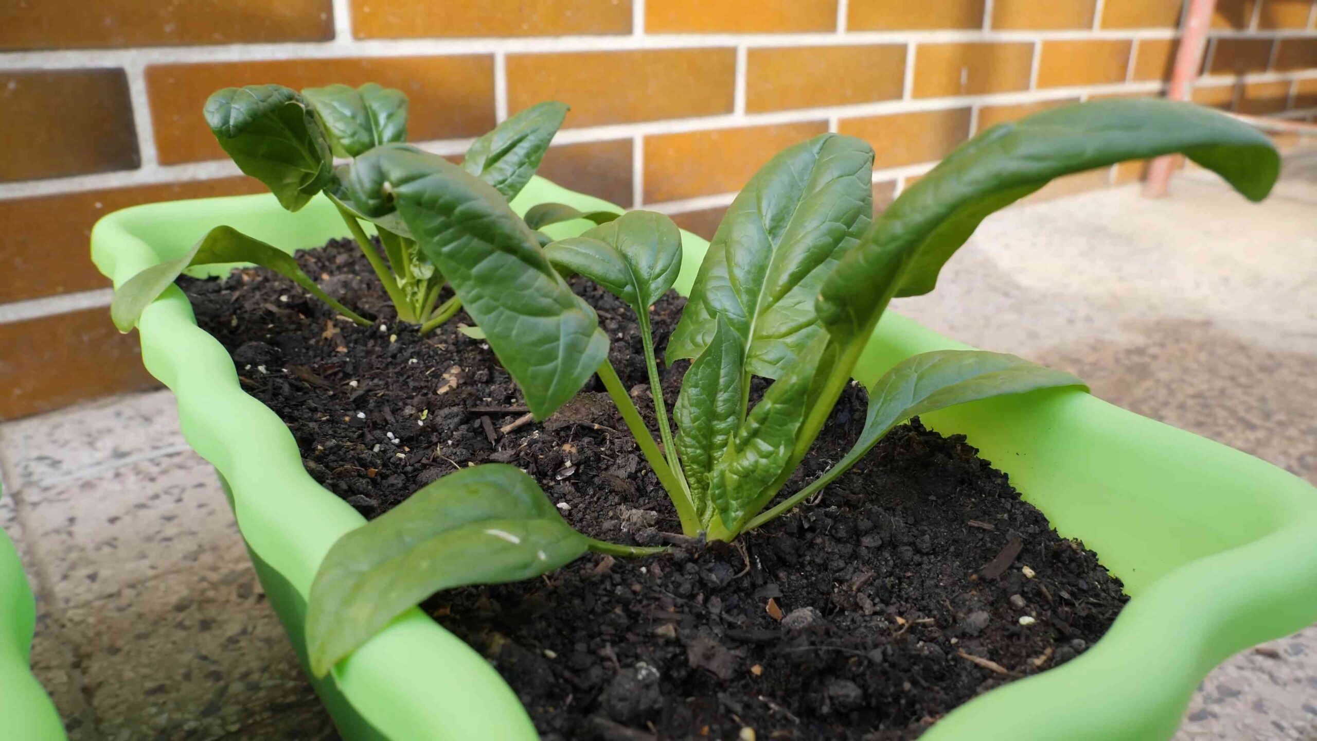 Grow Spinach in Pots