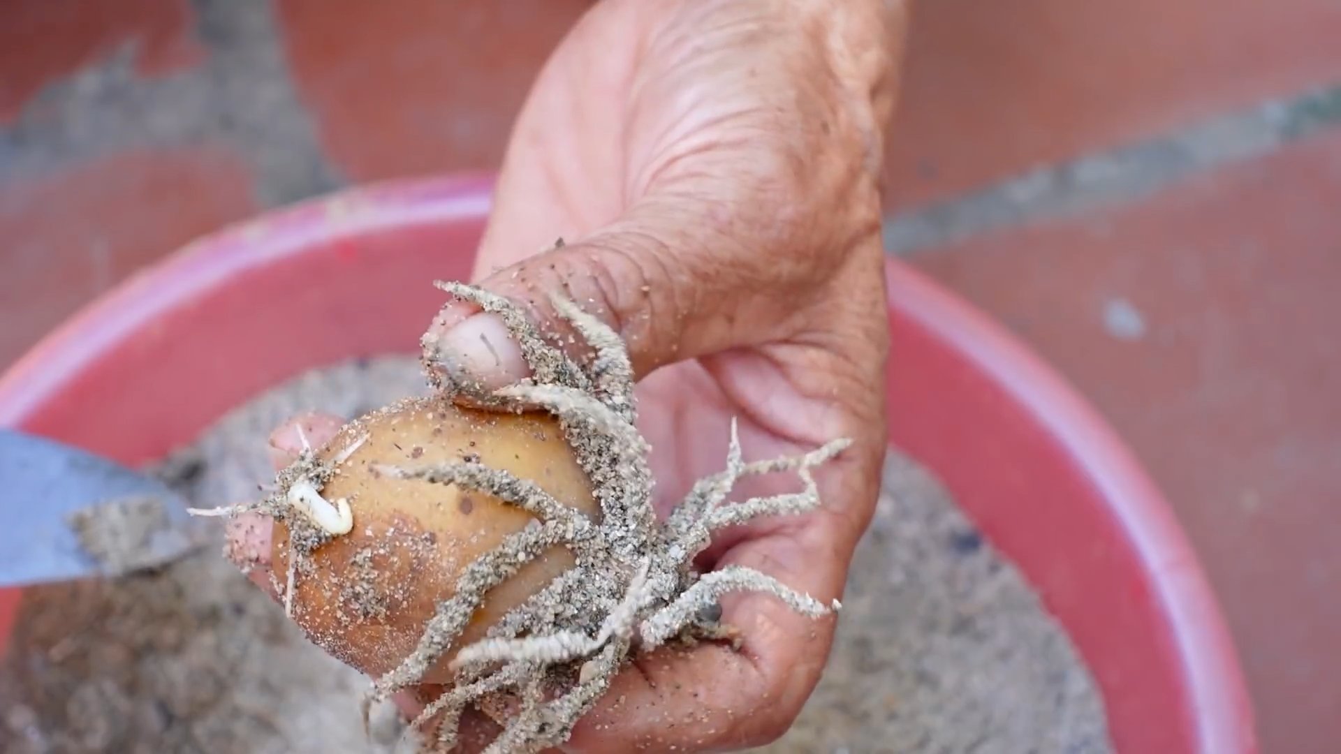 Grow potatoes at home