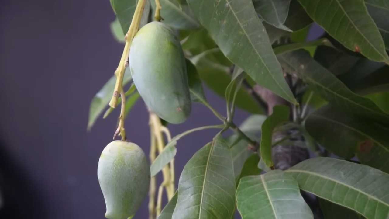 Grow Mangoes Backyard