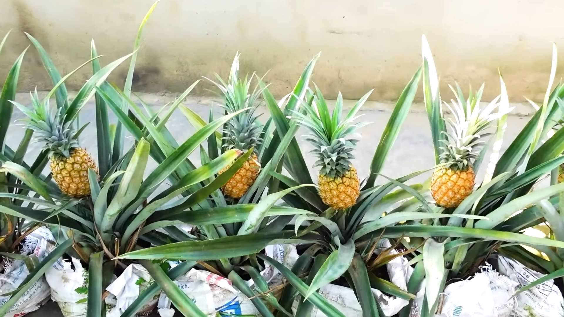 Growing Pineapples at Home