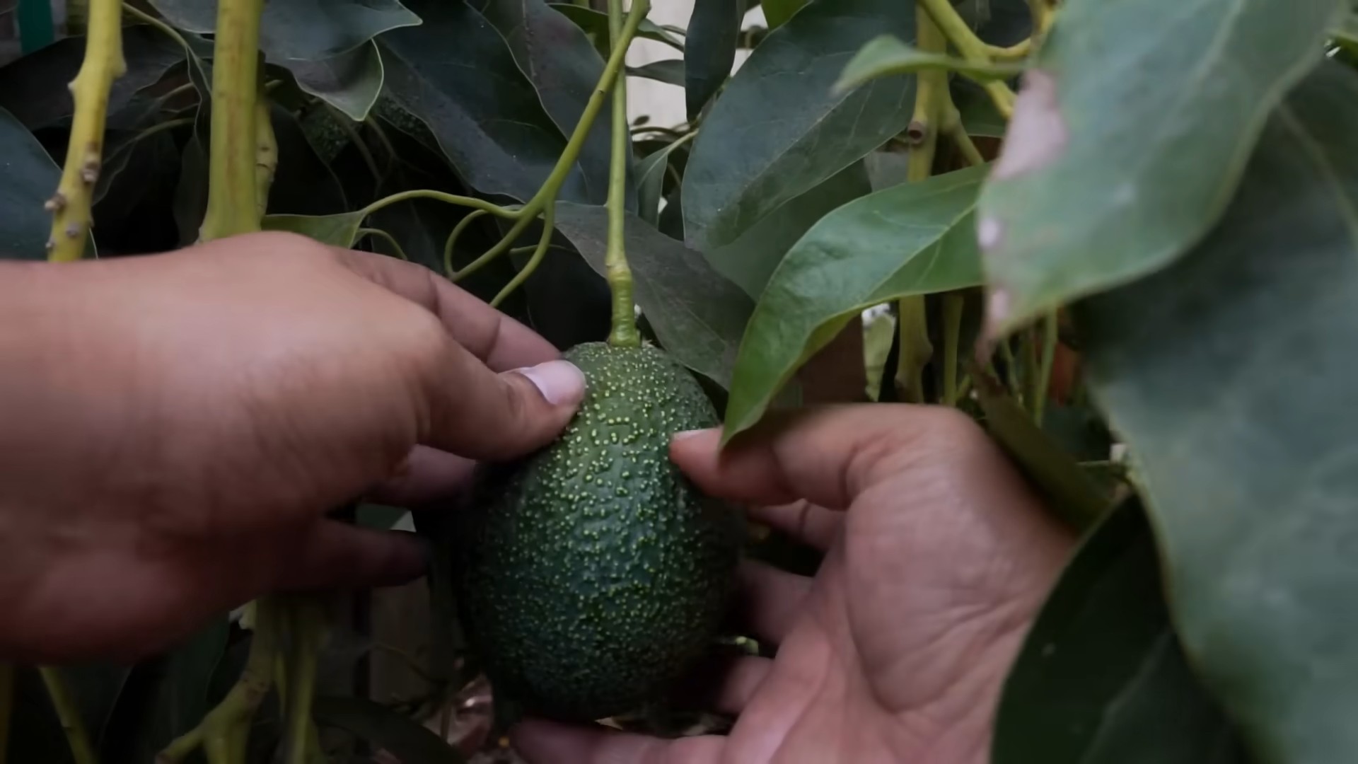 Growing Avocados for Beginners