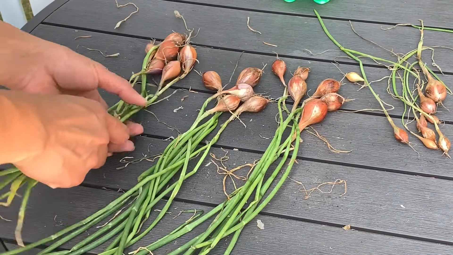 Growing Shallots