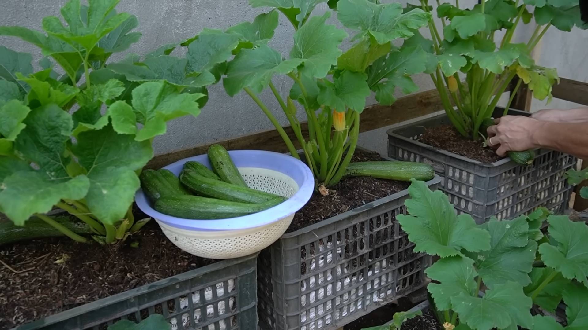 Grow Zucchini in Your Garden