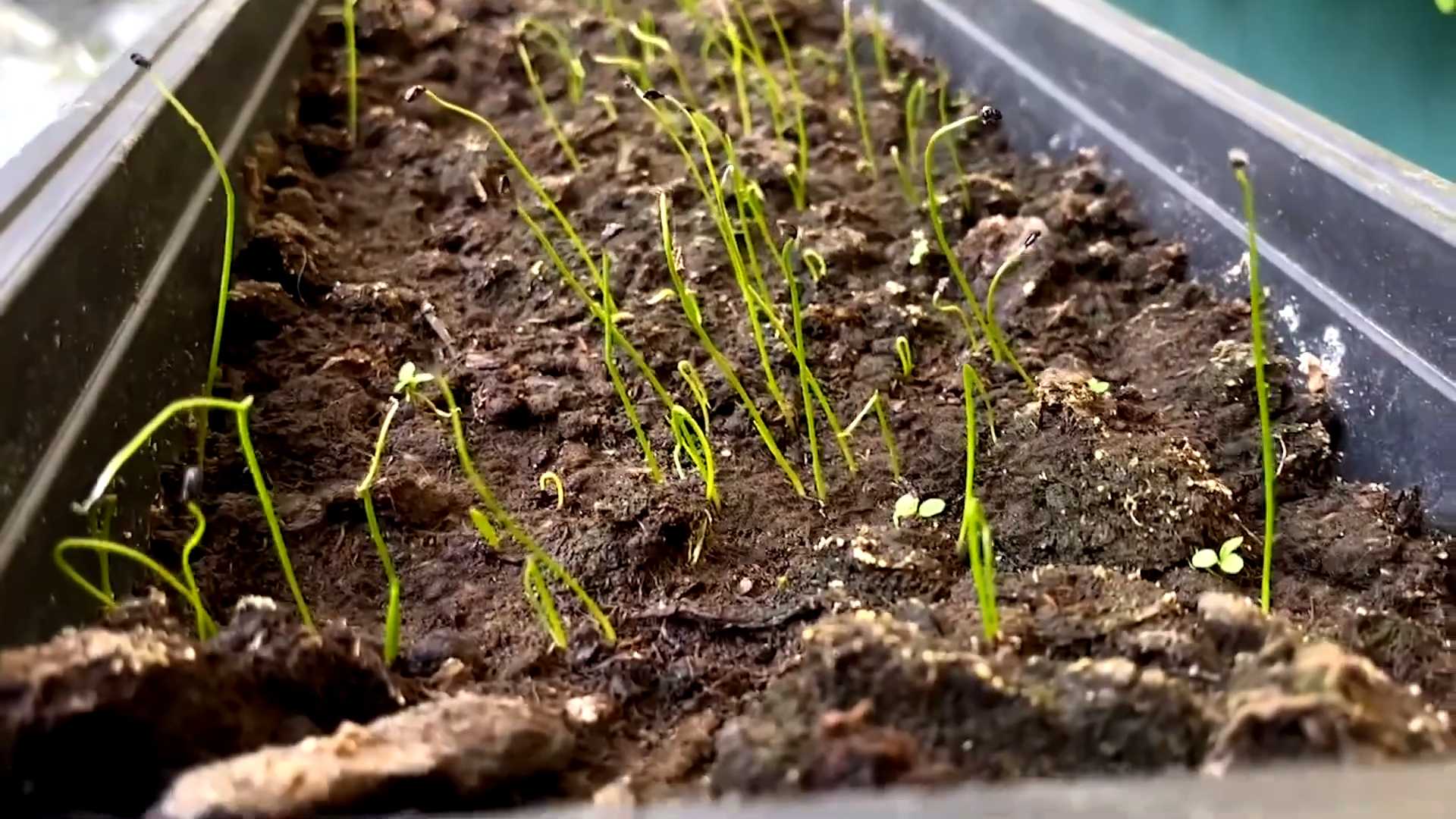 Growing chives indoors