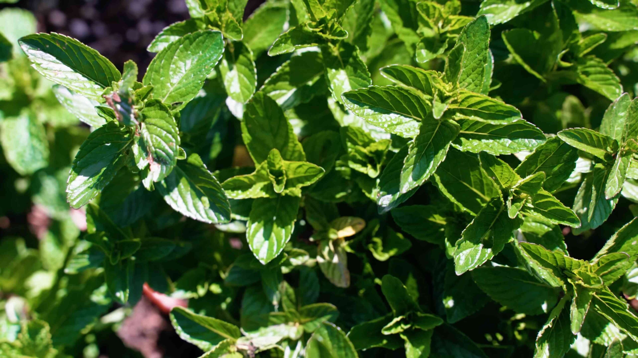 Growing Mint Indoors Lazy
