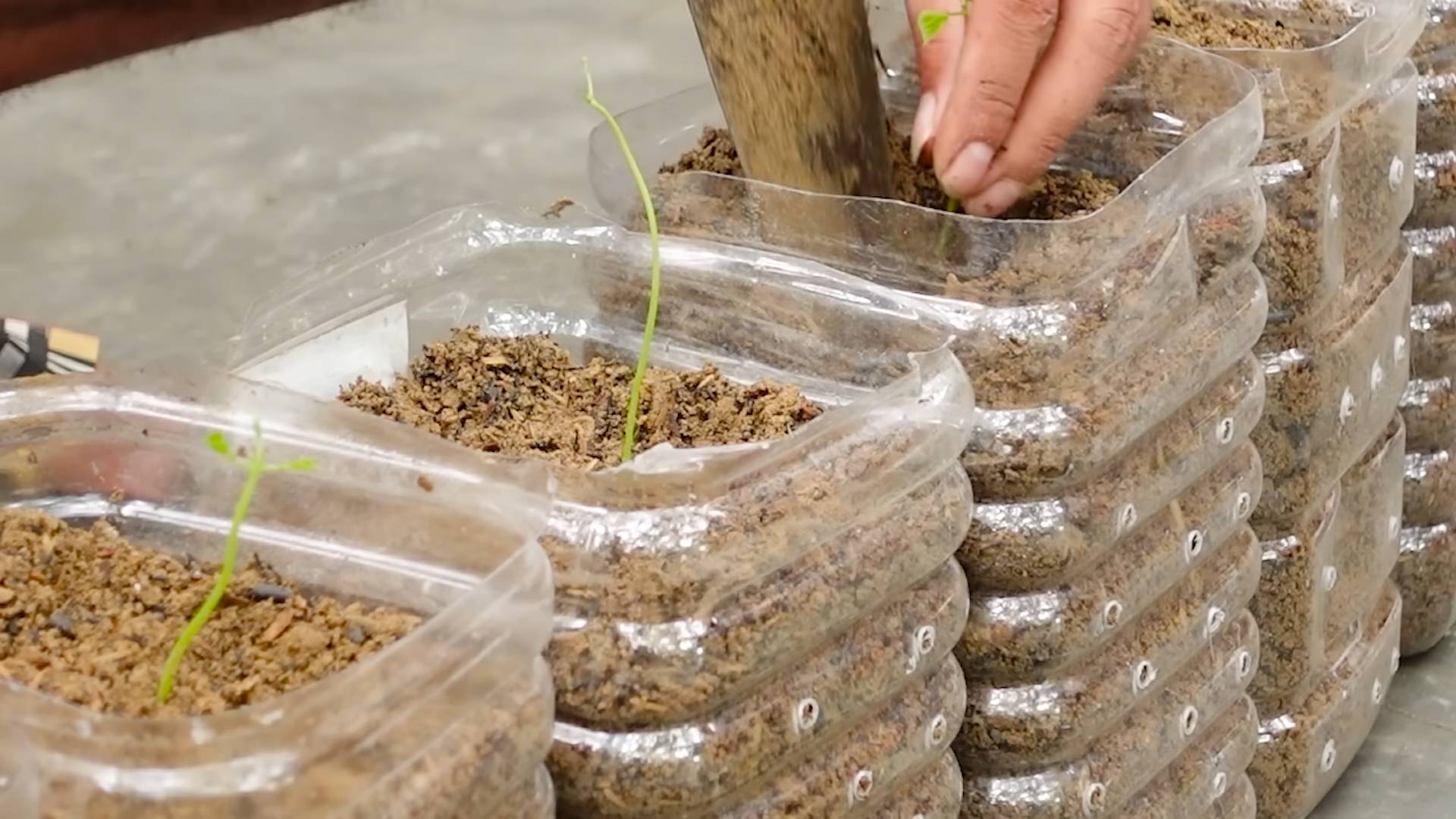 Grow Sweet Jicama