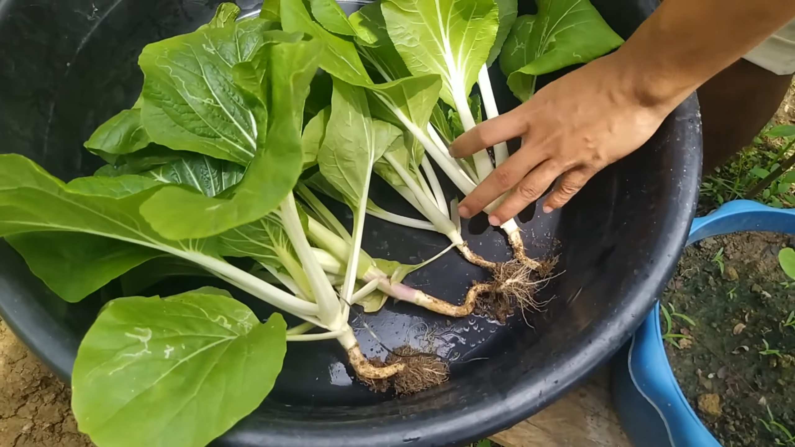 Grow Pechay in Pots