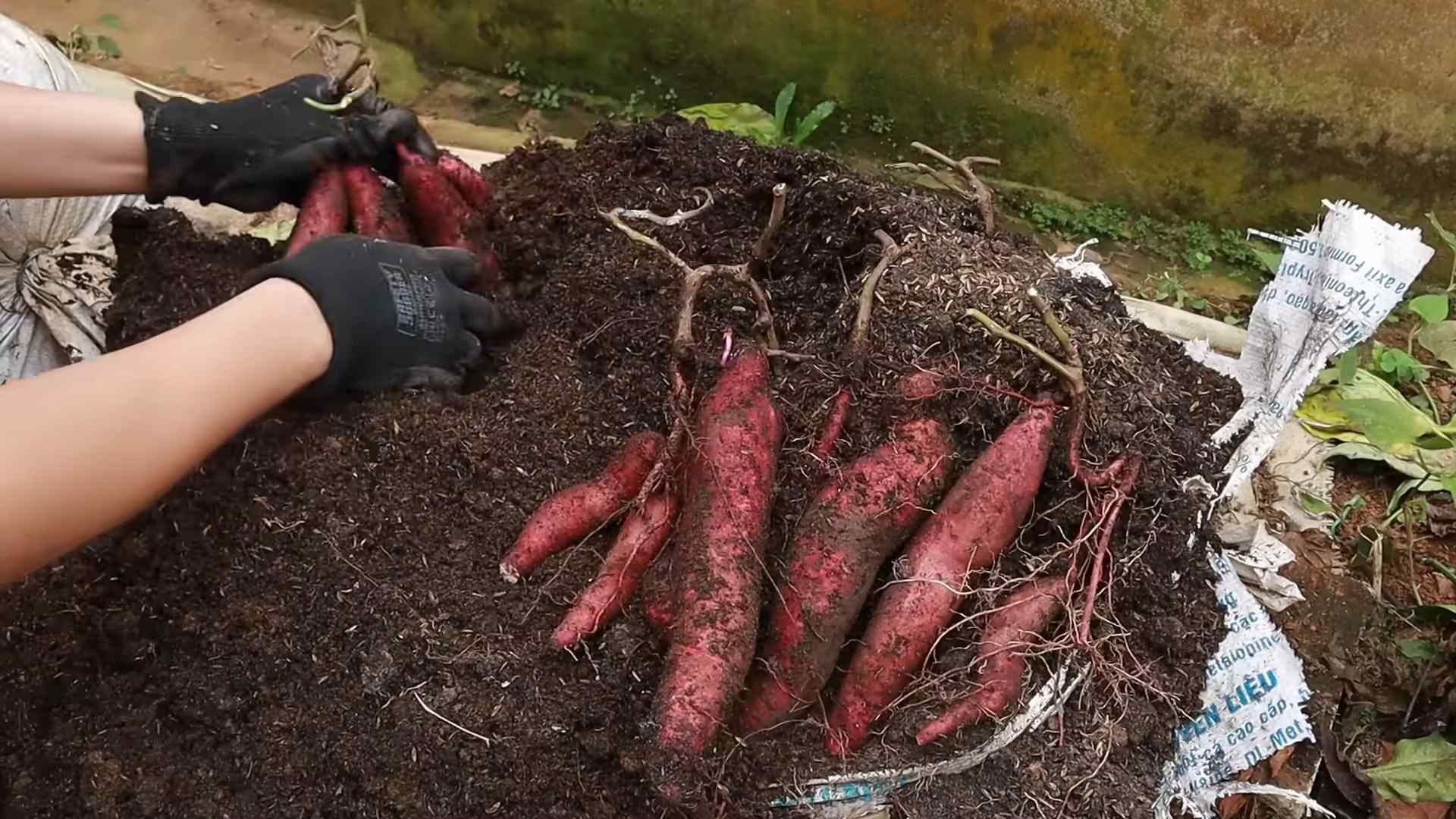 Sweet Potato Greens Growing Indoors