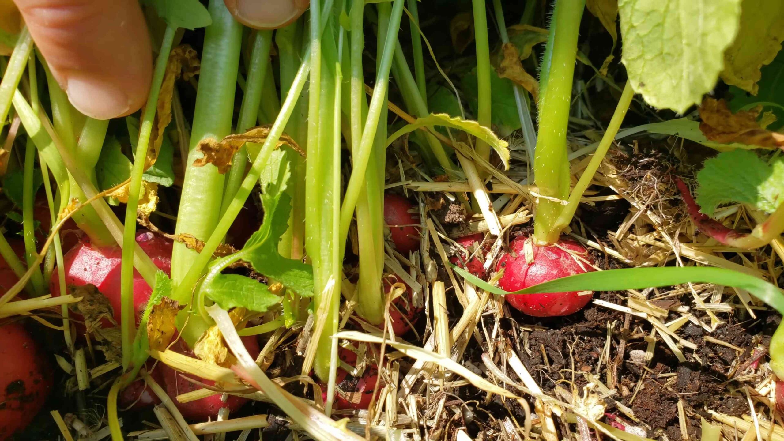 Grow Radishes Easily
