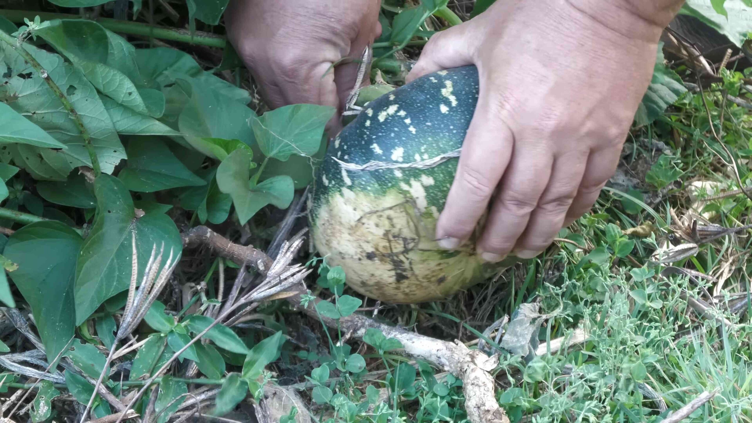 Squash Growing Tips