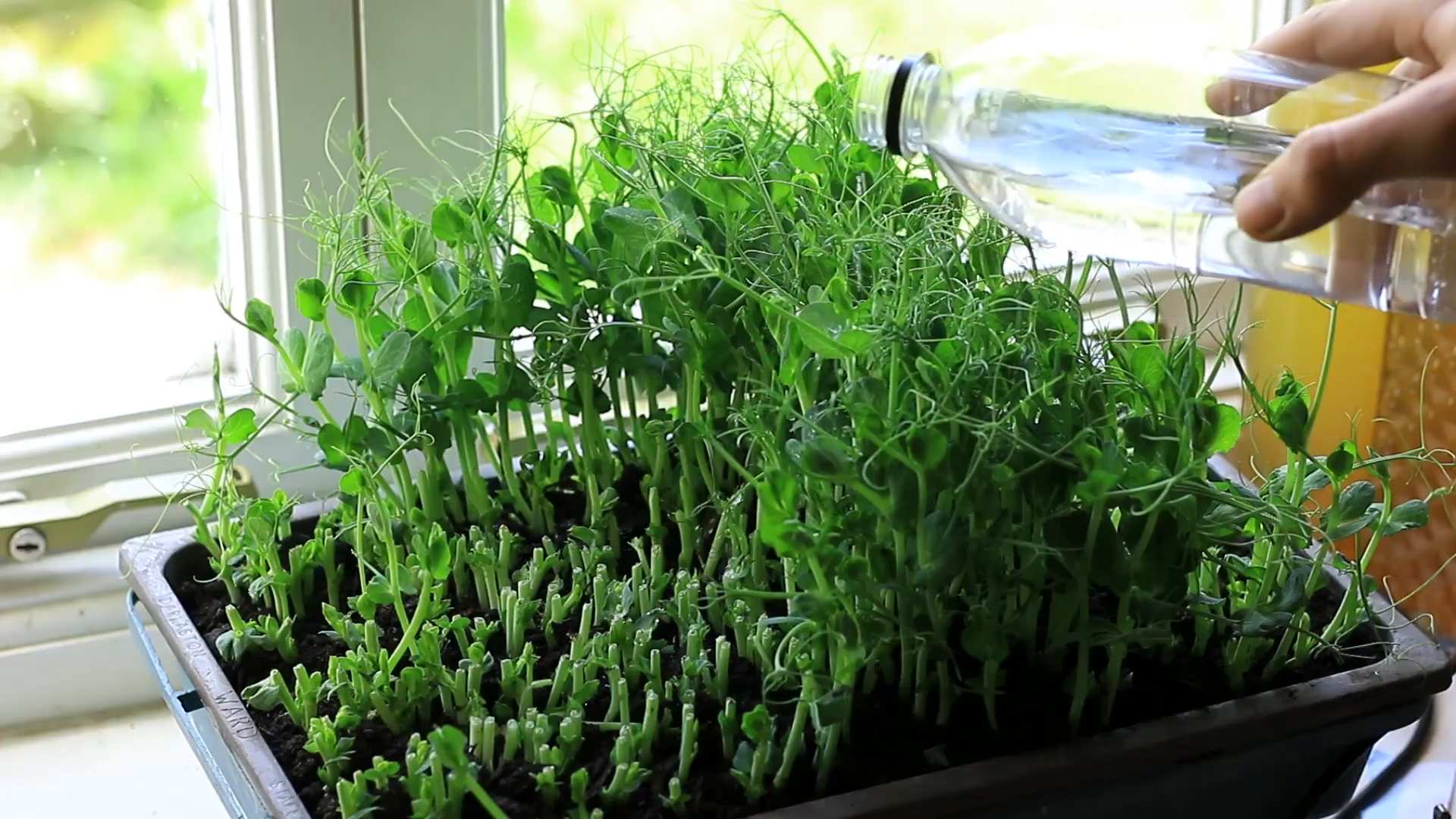 Grow Pea Shoots Indoors