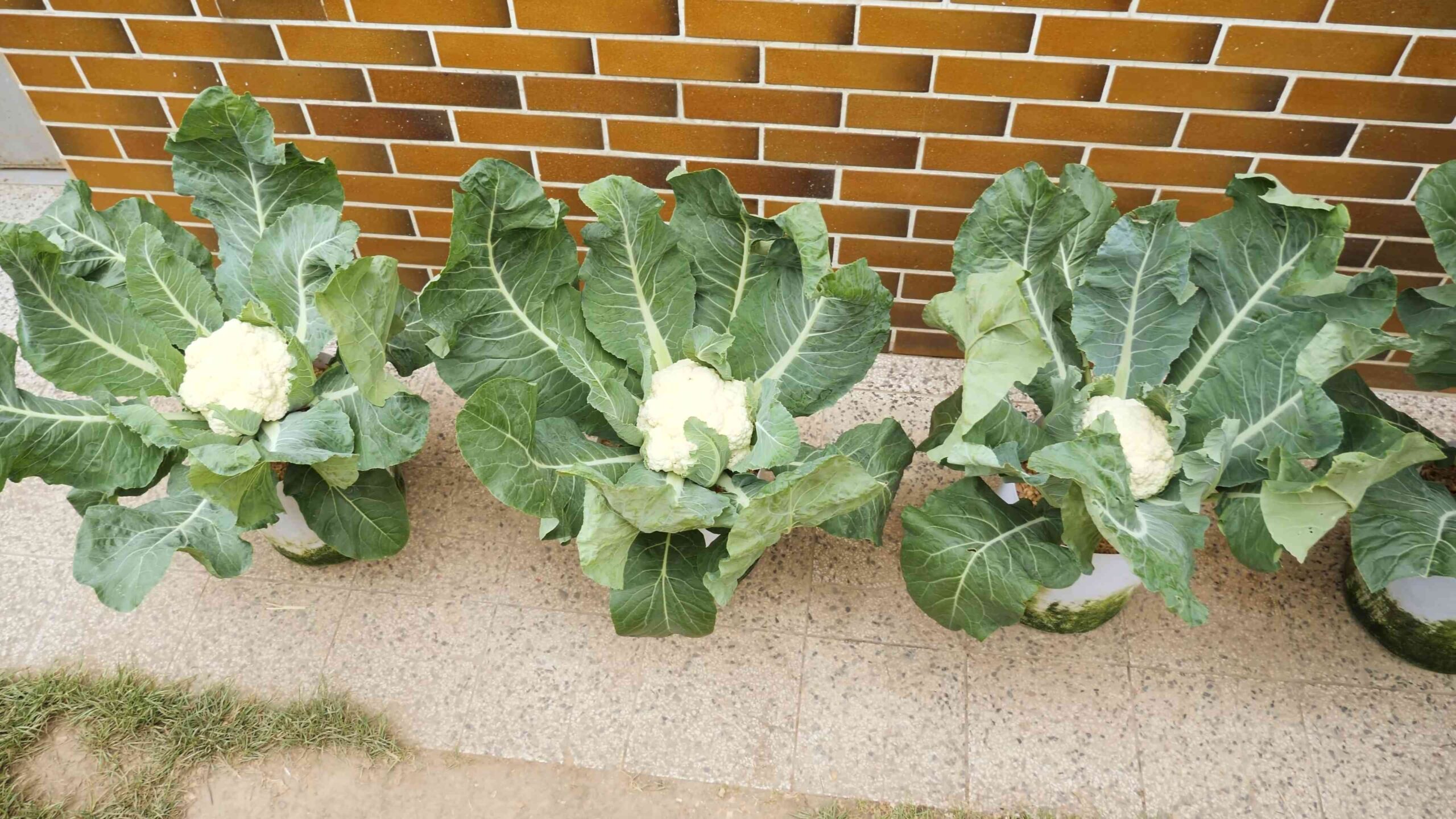 Grow Cauliflower at Home
