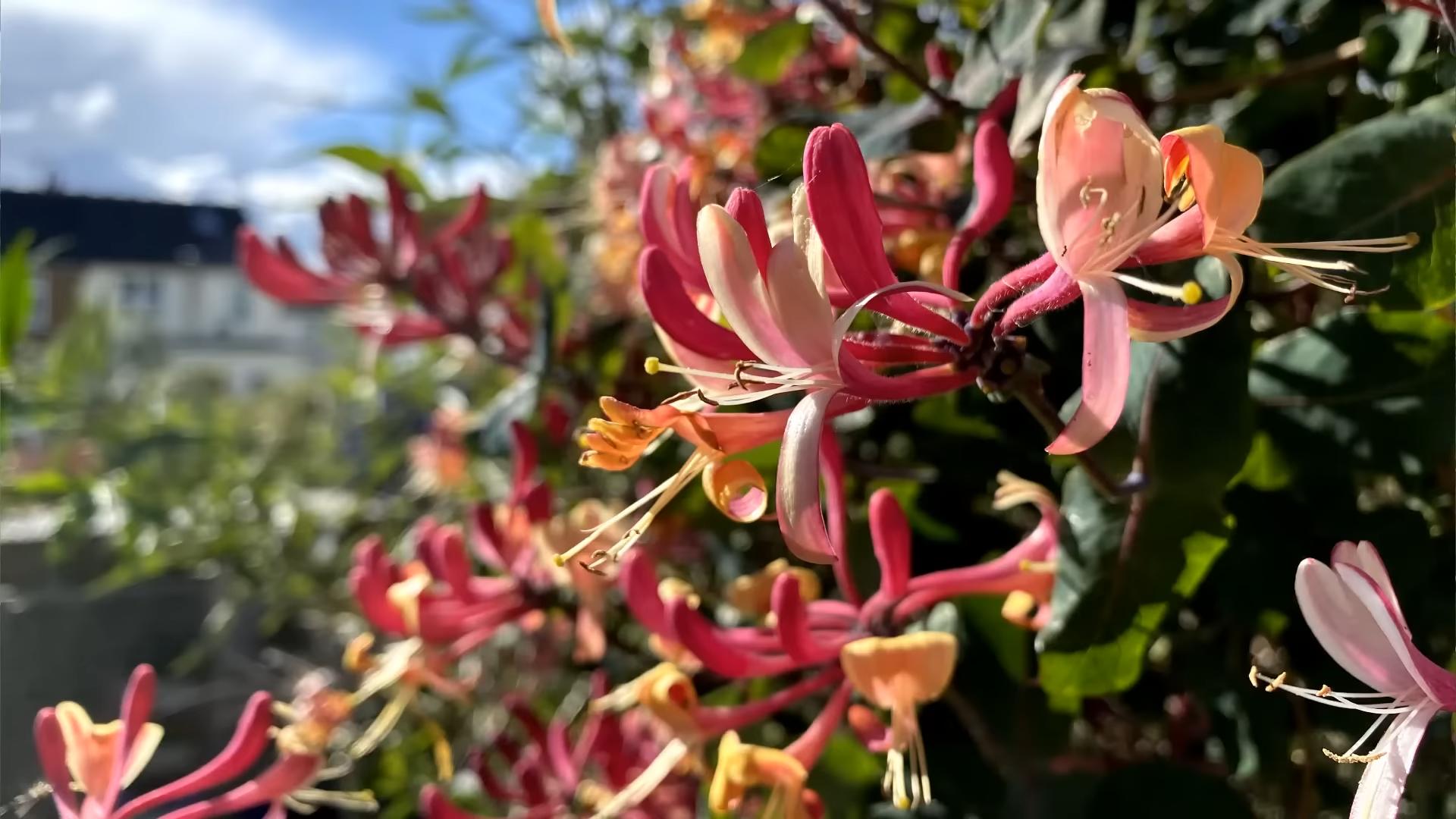 Honeysuckle trellis growing tips