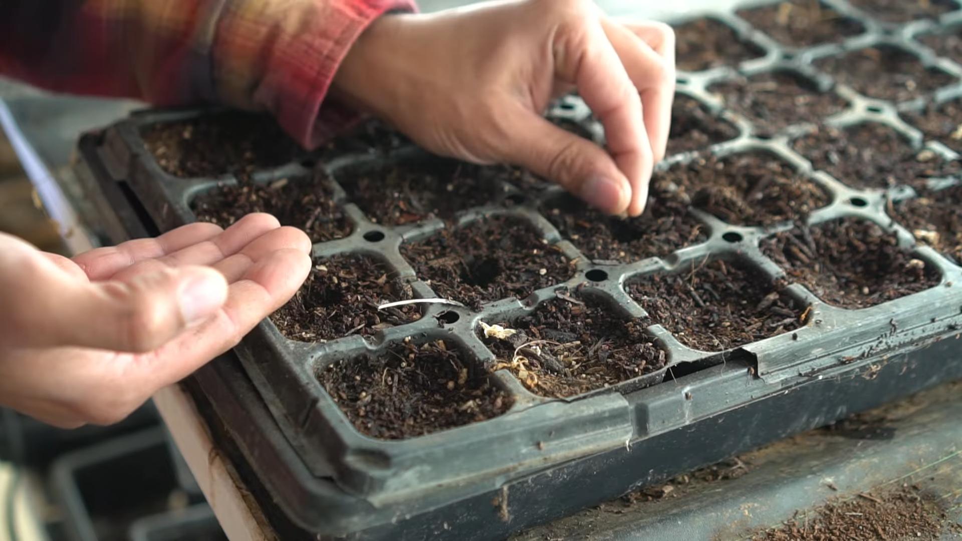 Growing Eggplants Successfully