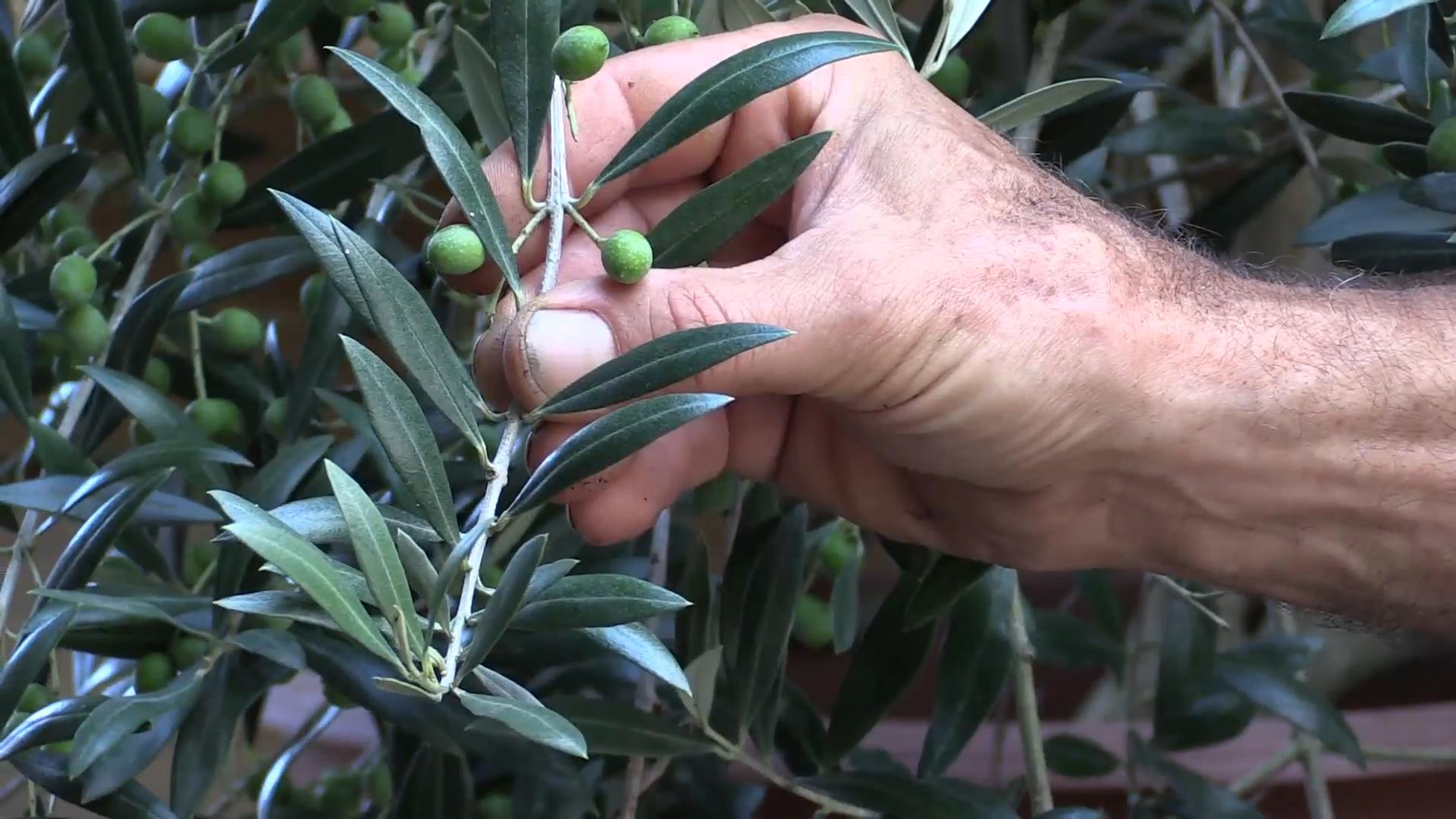 Growing Table Olives Beginners Guide