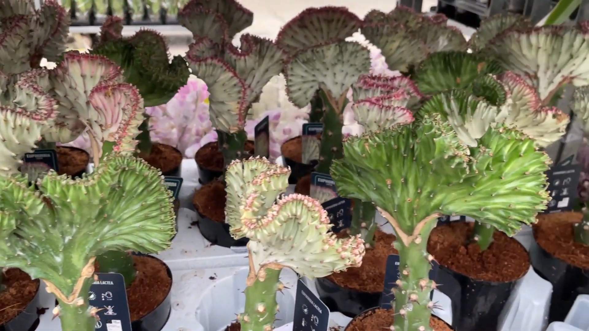 Coral Cactus Care