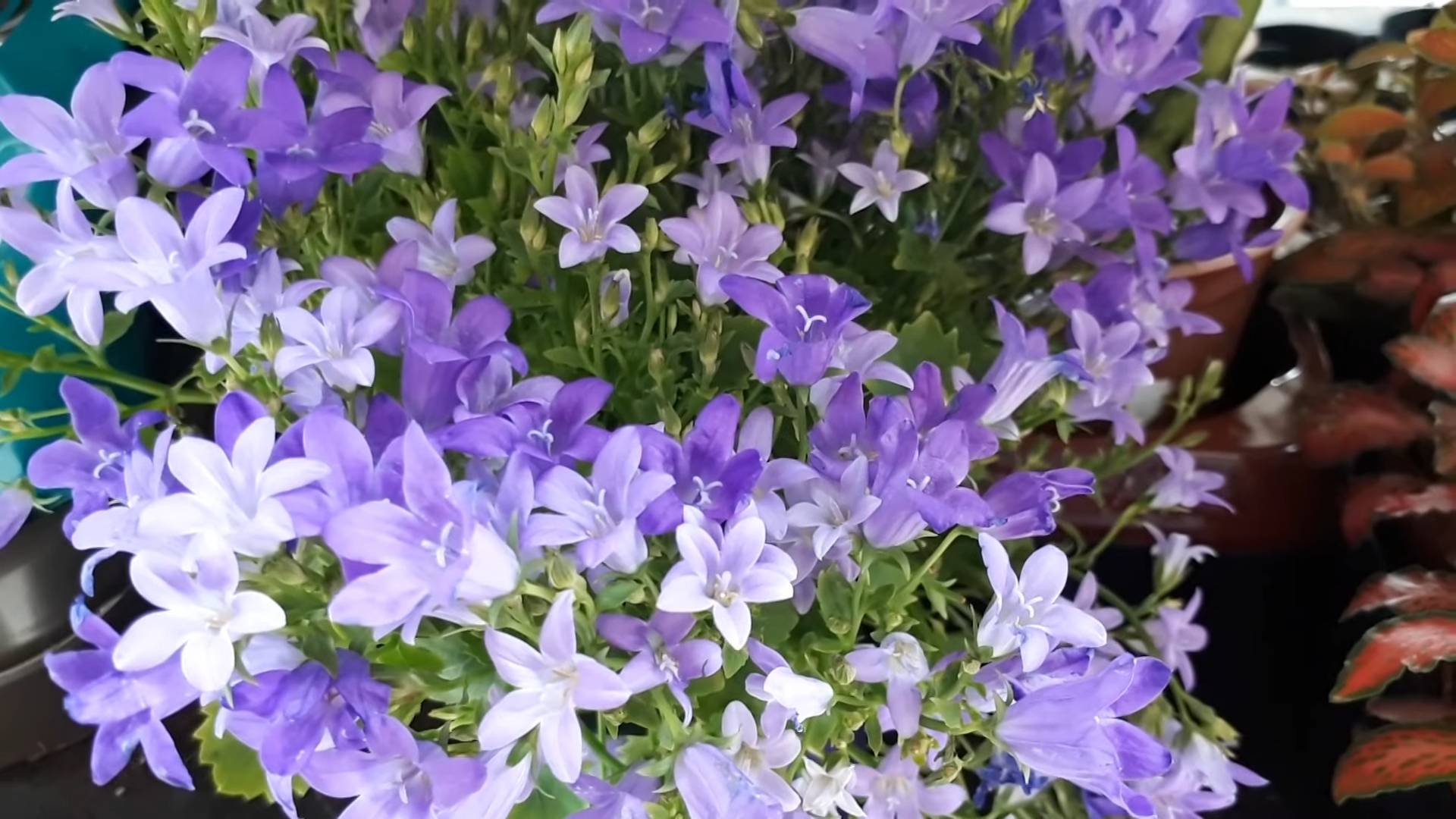 Growing Bellflowers Perennial Flowers