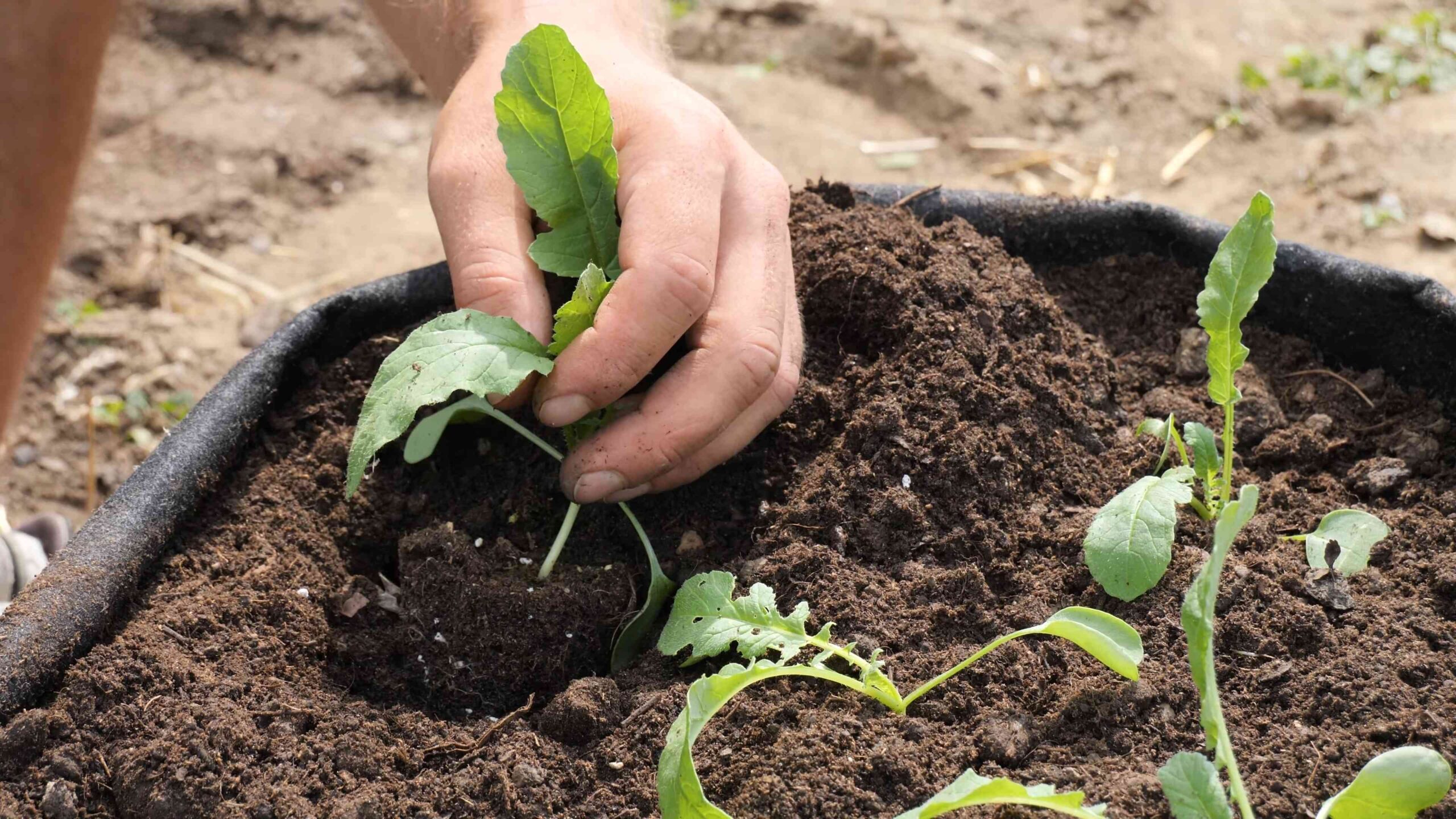 Growing Daikon Radish