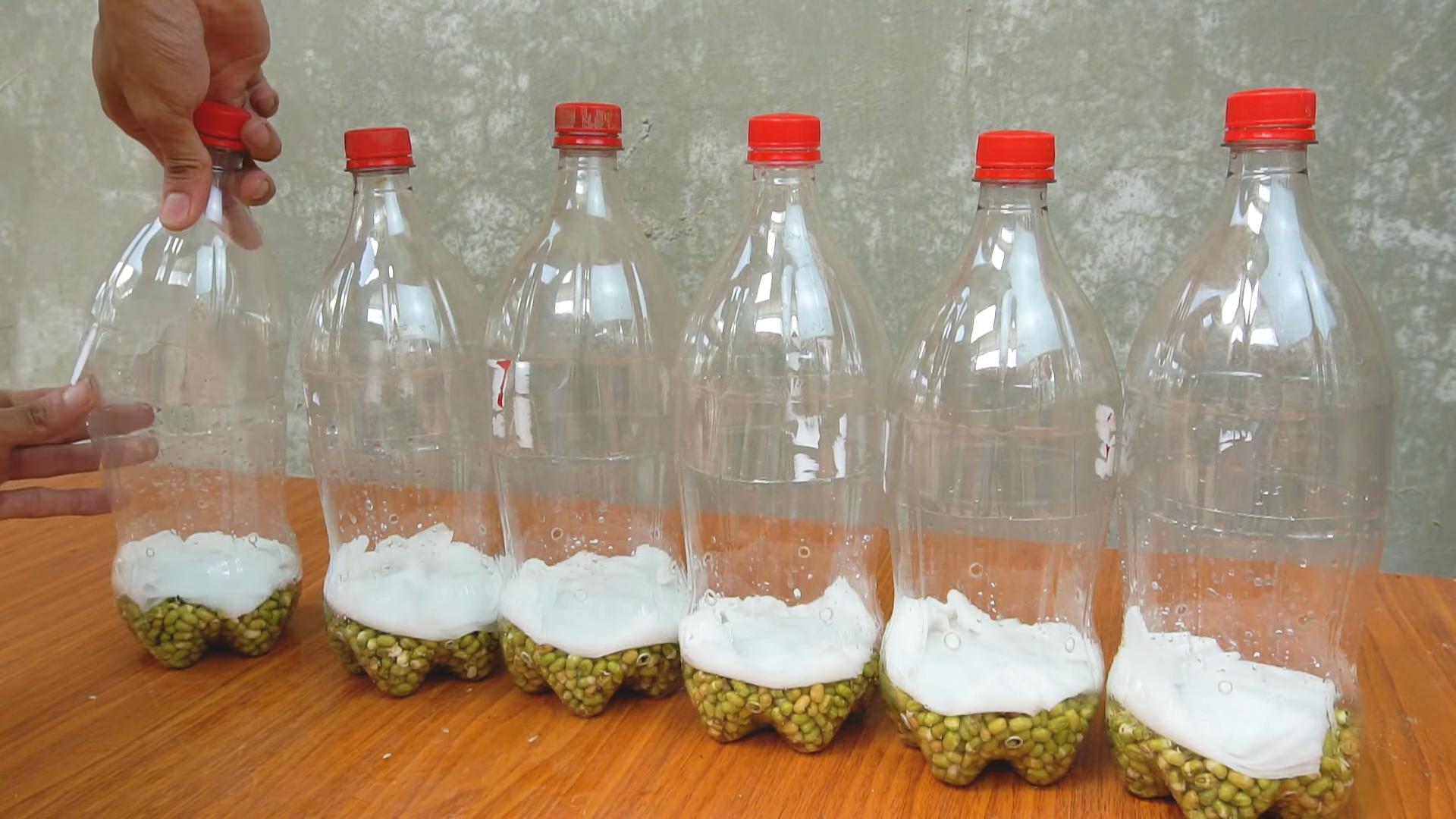 Bean Sprouts DIY Home