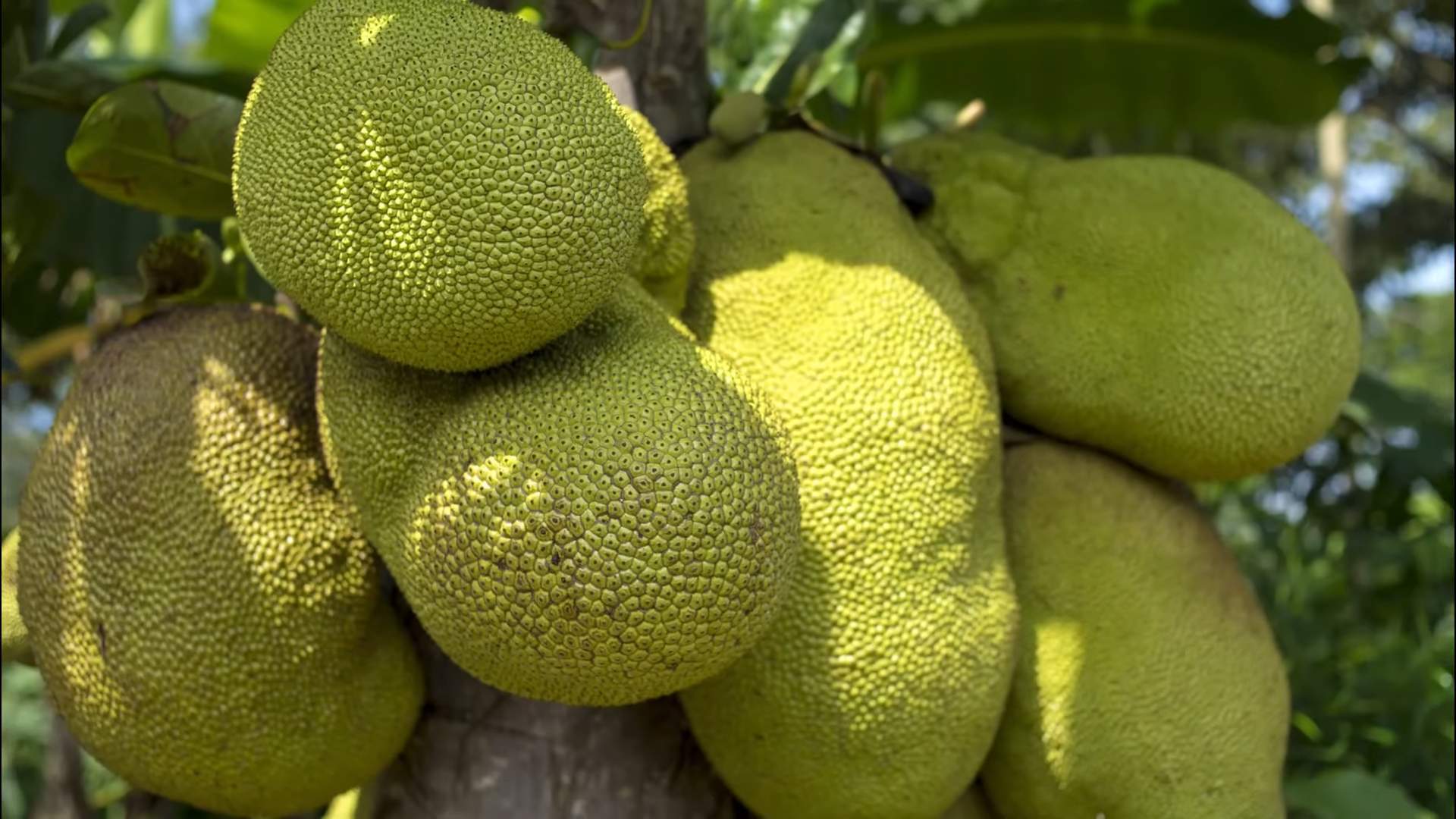 Grow Jackfruit Tree