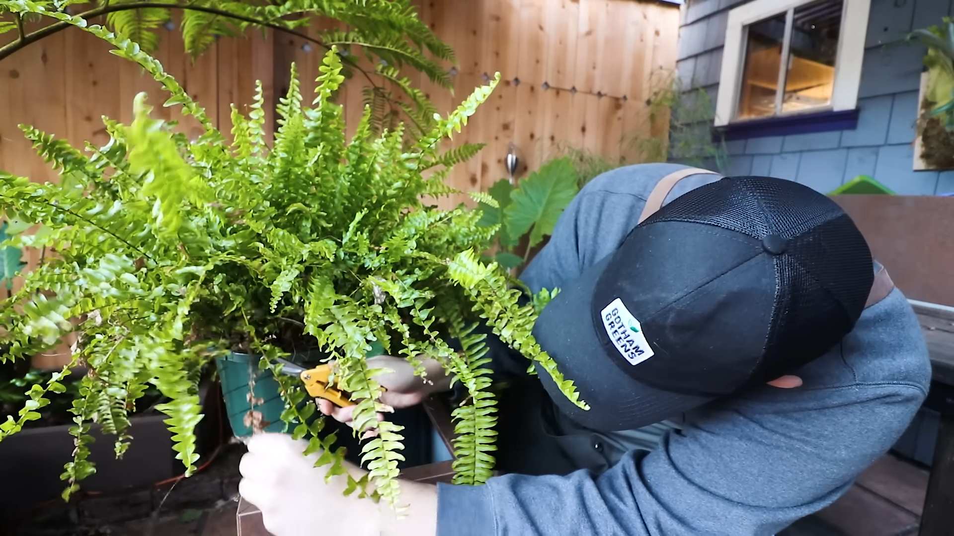 Indoor Fern Care
