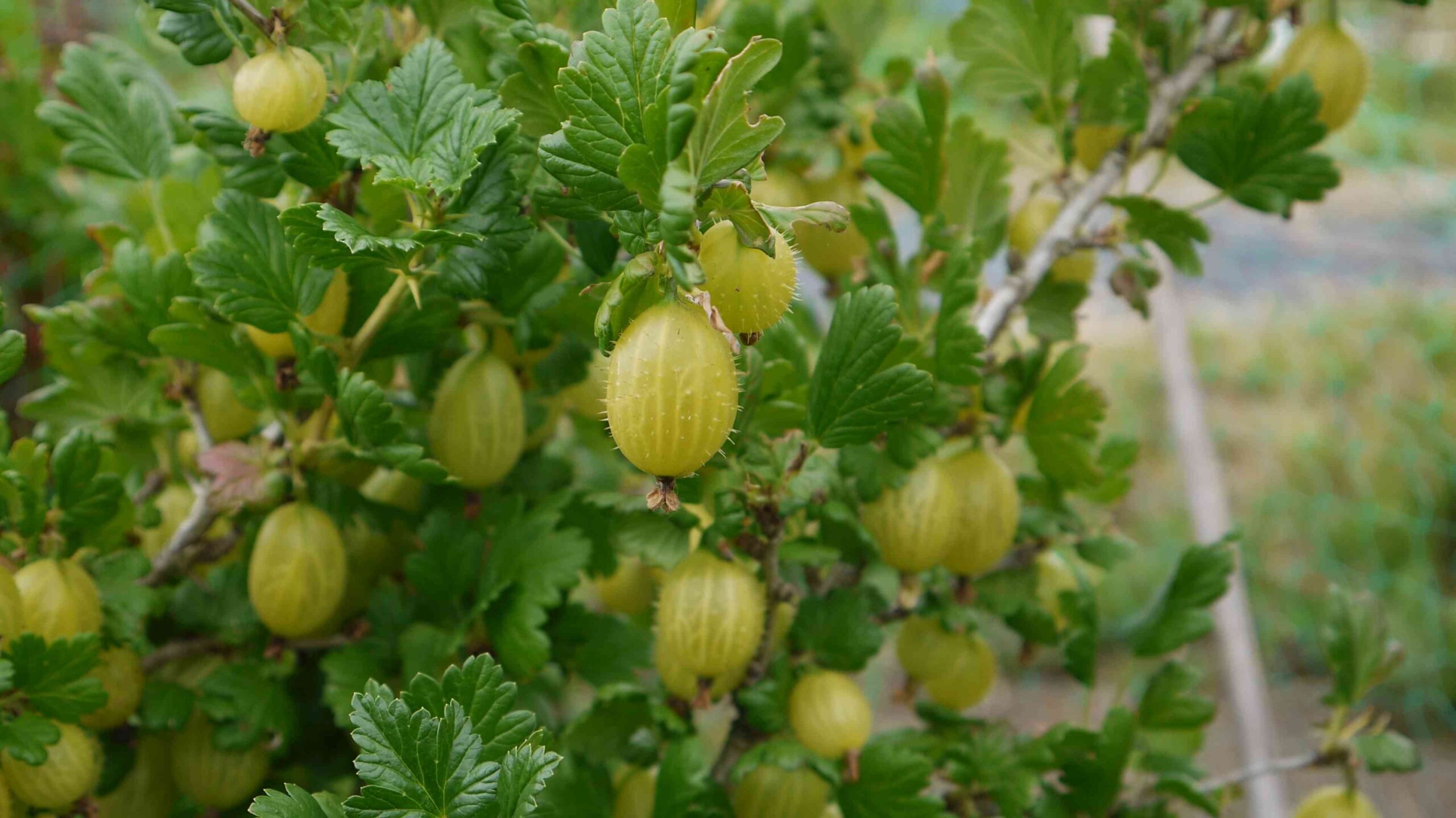 Grow Gooseberries Step by Step