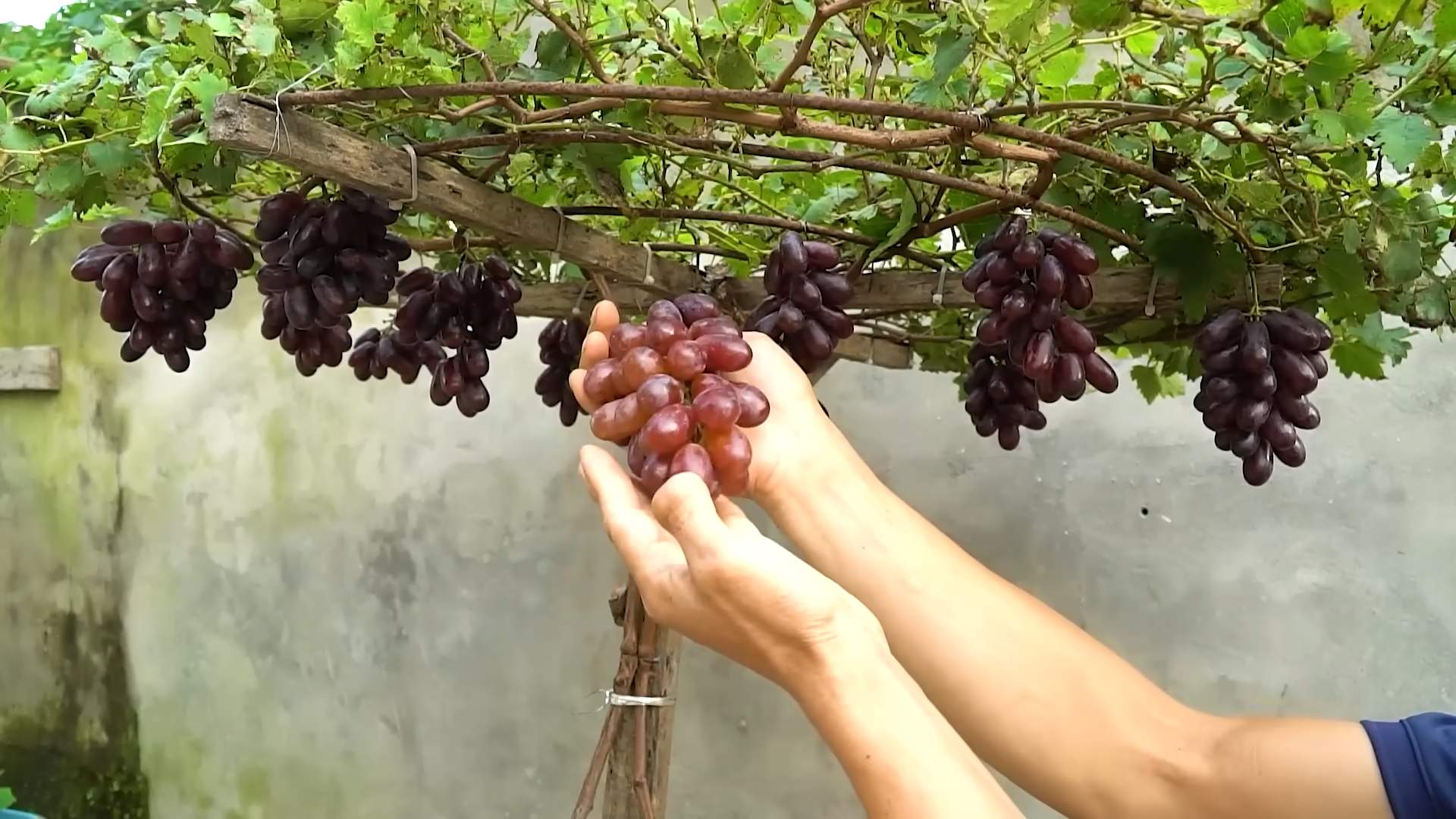 Planting Grape Vines Backyard