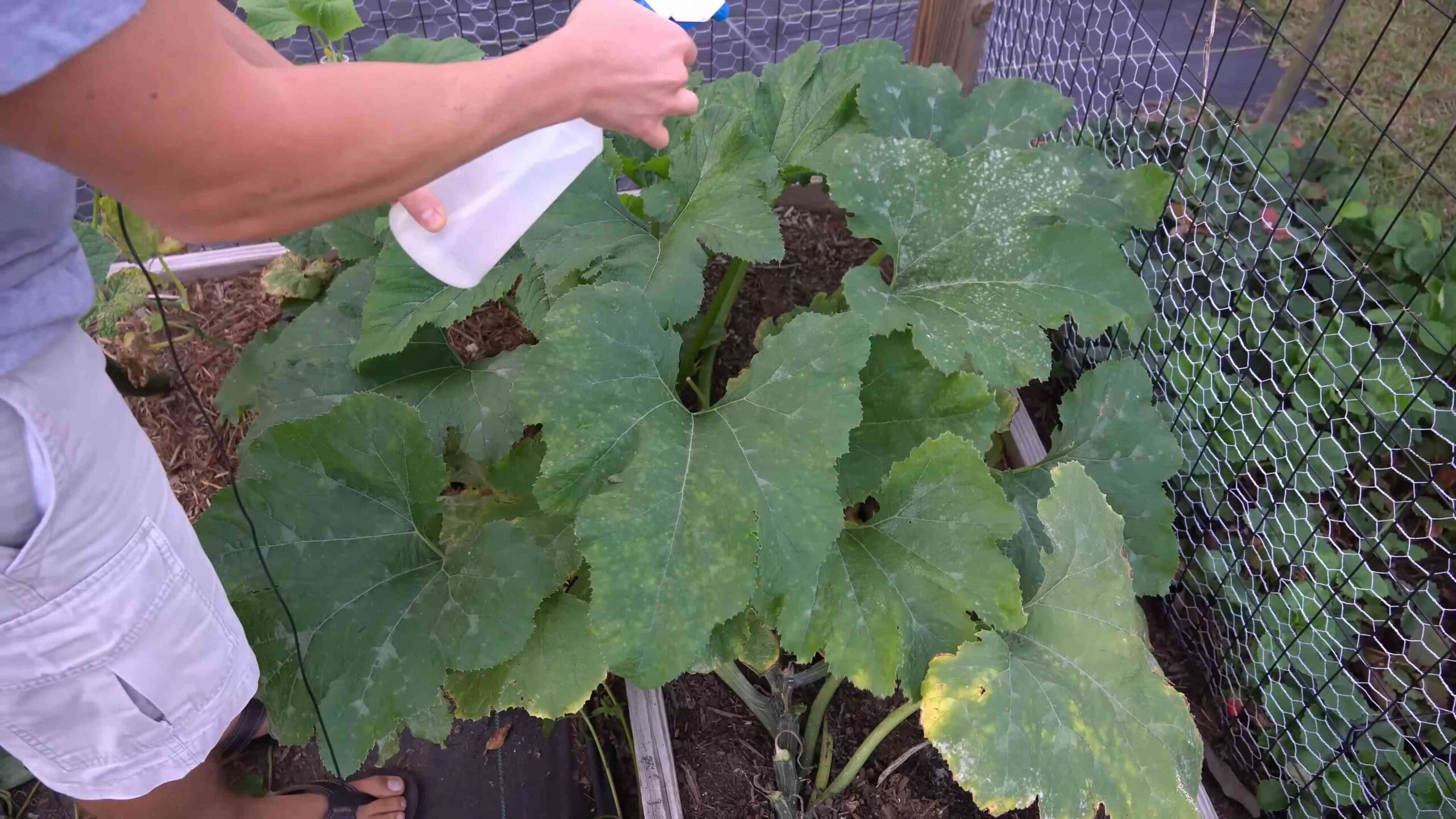 DIY Powdery Mildew Control
