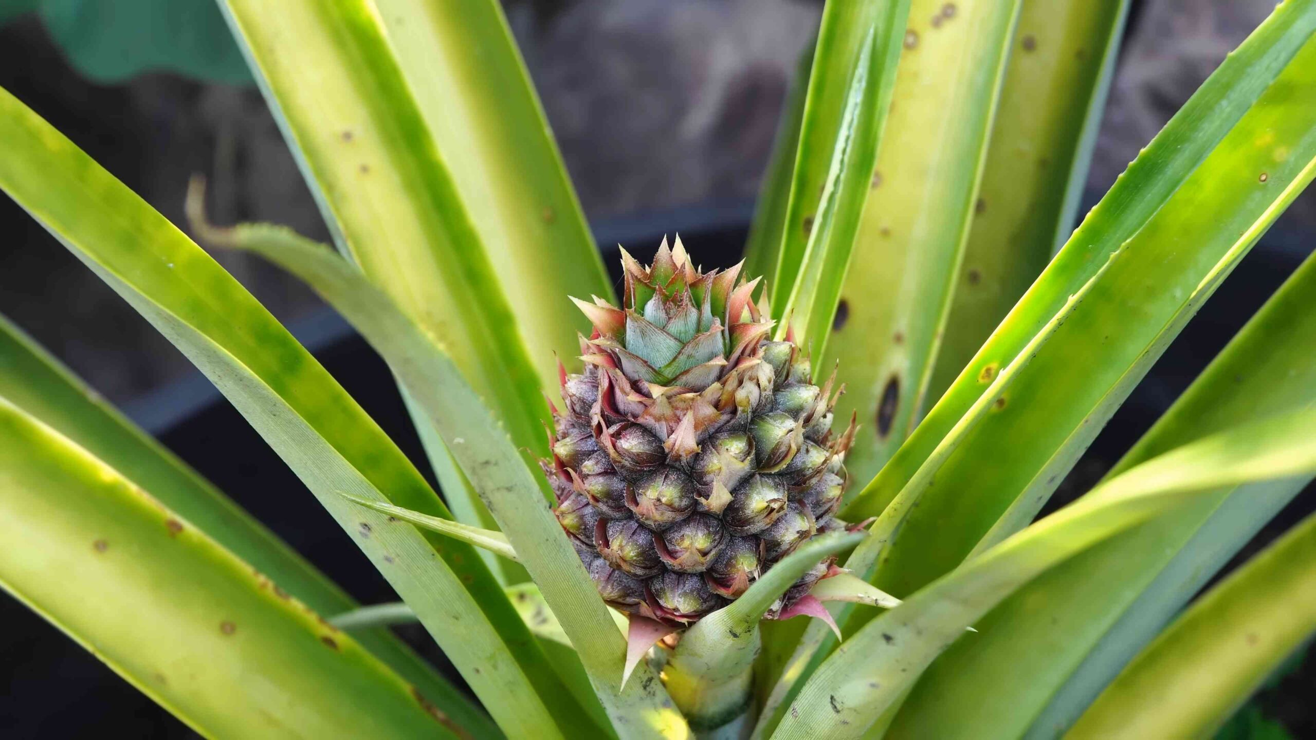 Grow Pineapples at Home