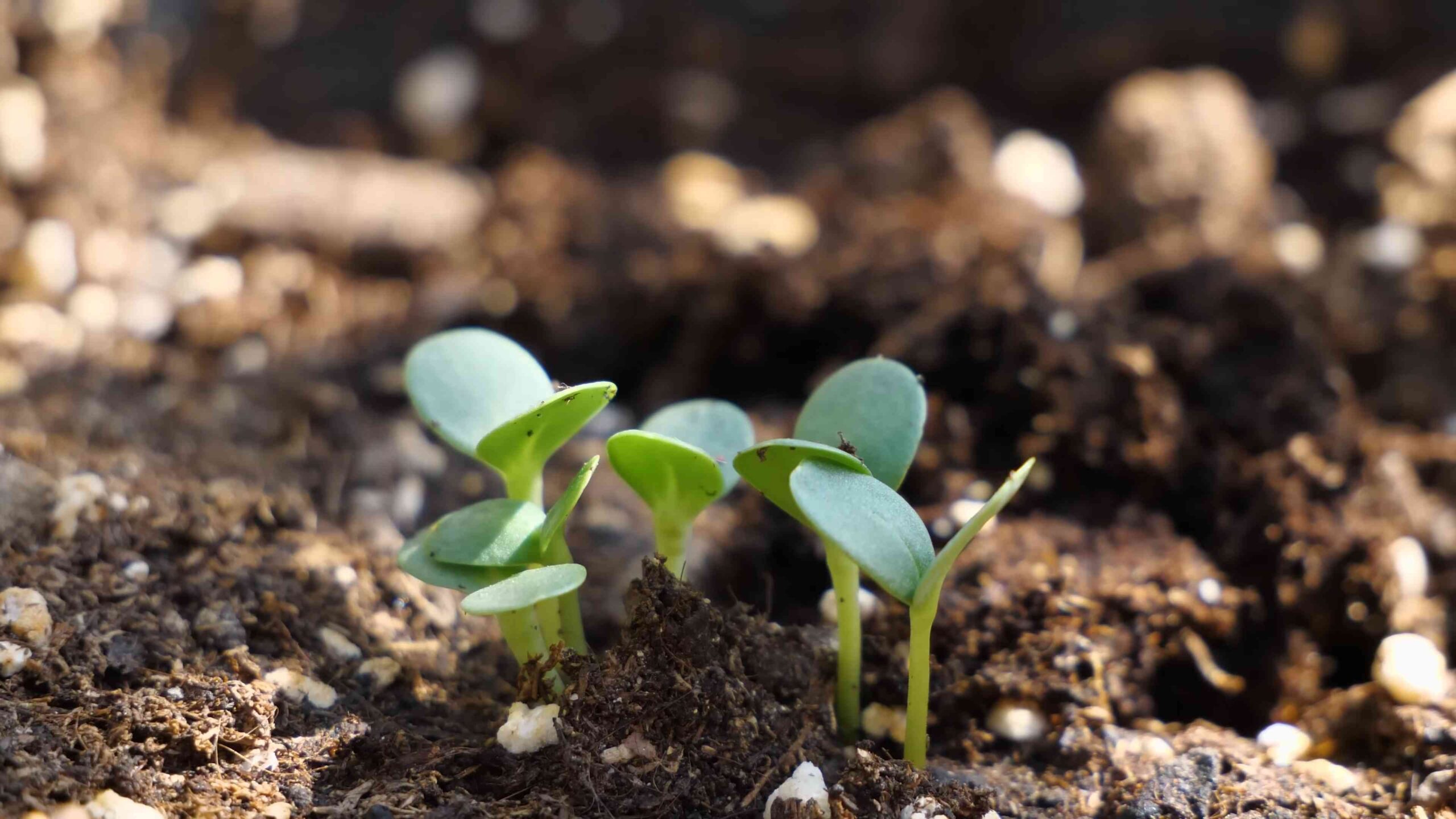 Zinnia Container Gardening from Seed