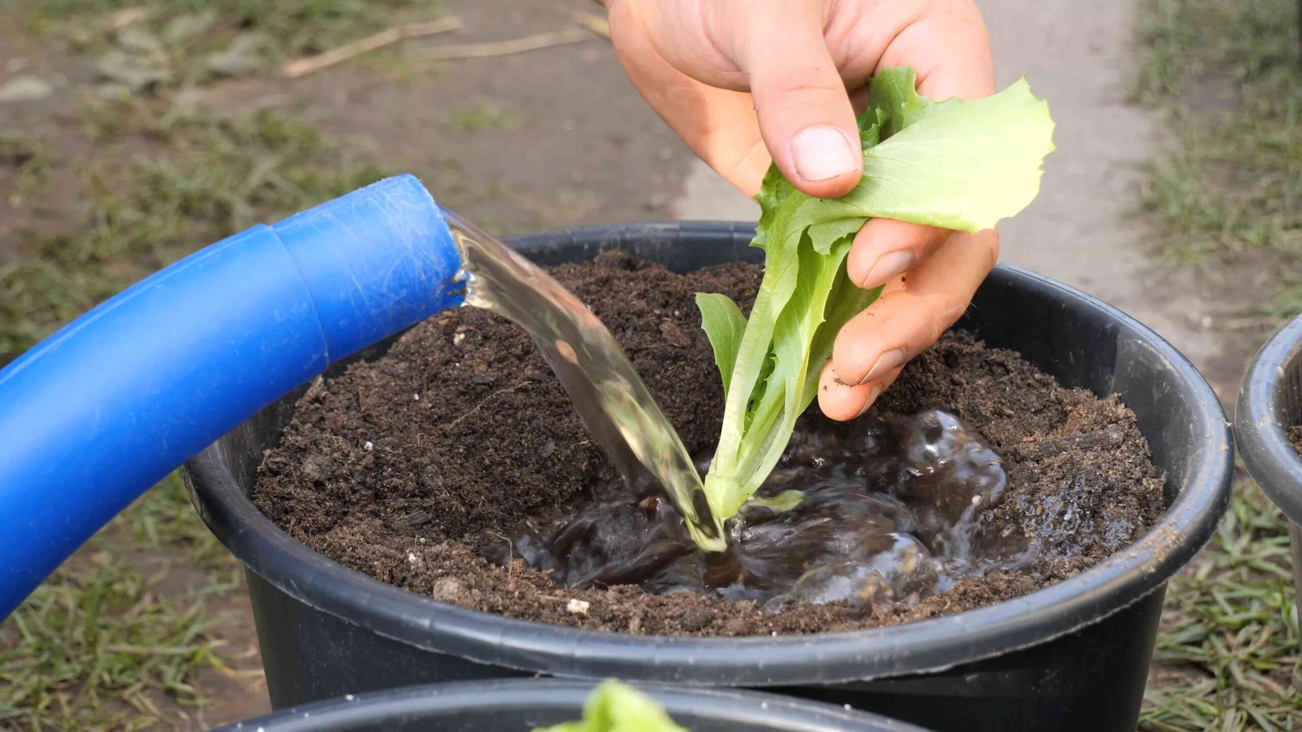 Grow Iceberg Lettuce