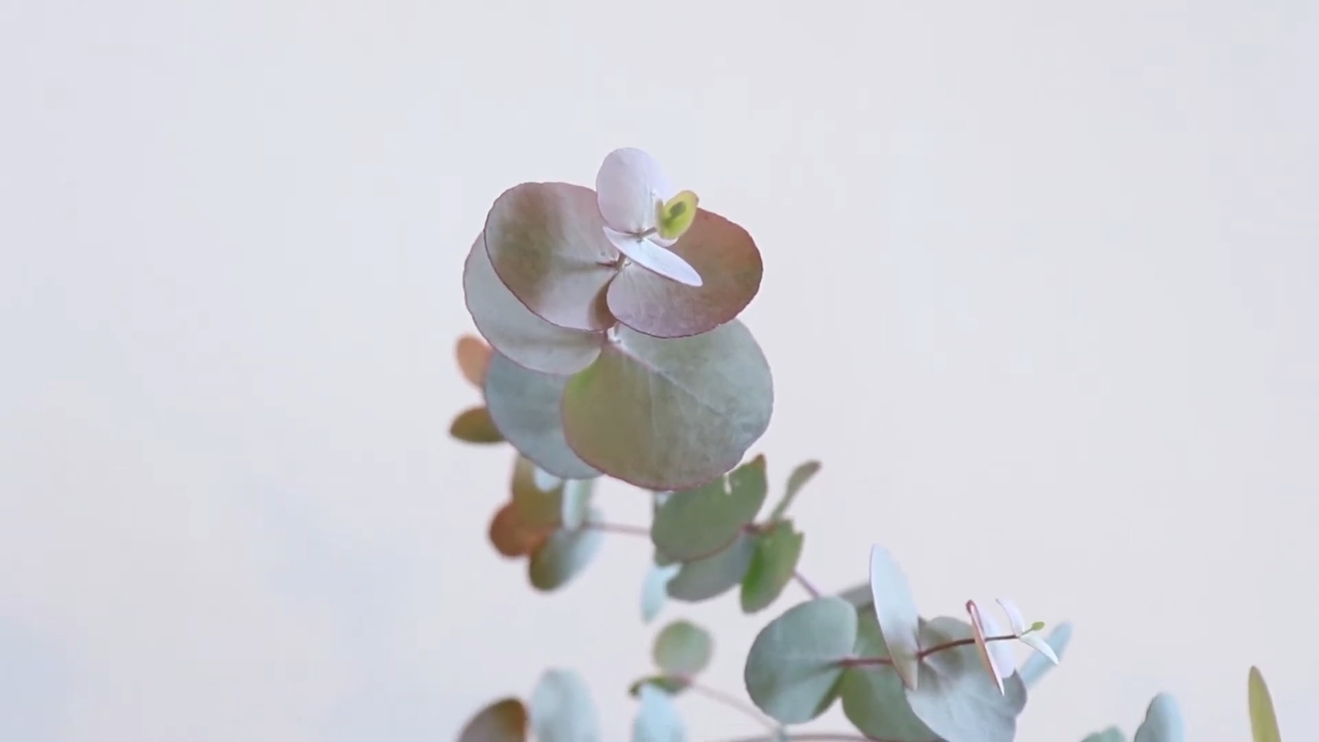 Eucalyptus Tree Care Tips