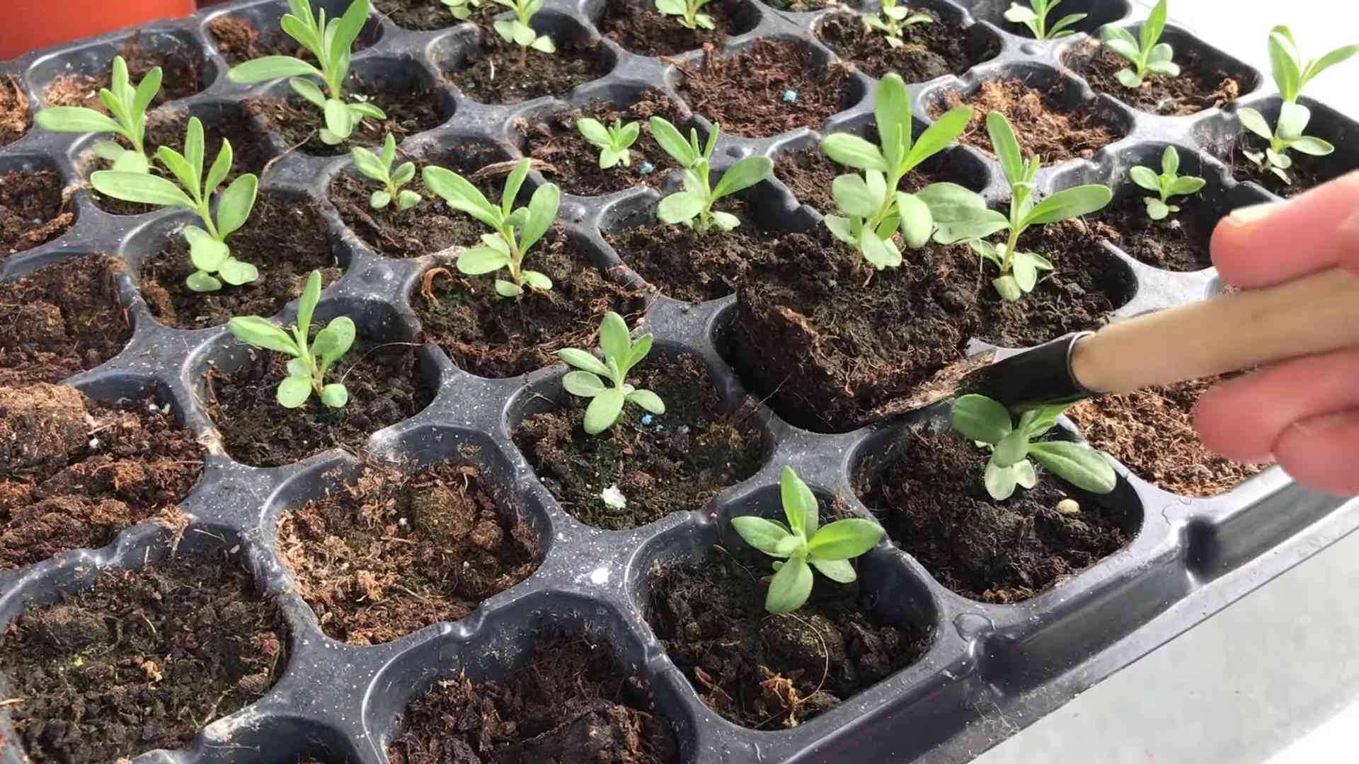Growing Lupins from Seed
