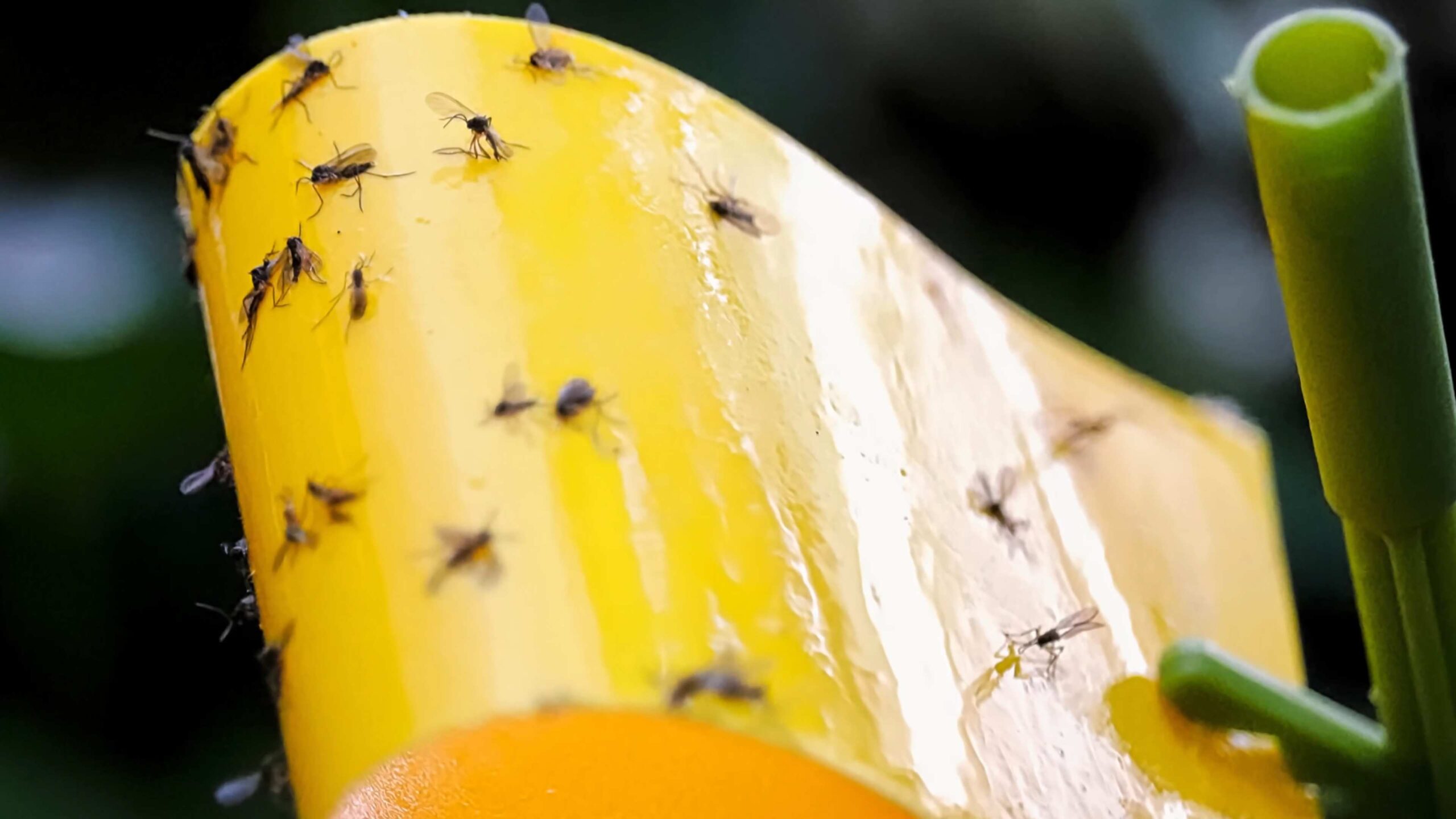 Natural Pest Control for Gardens