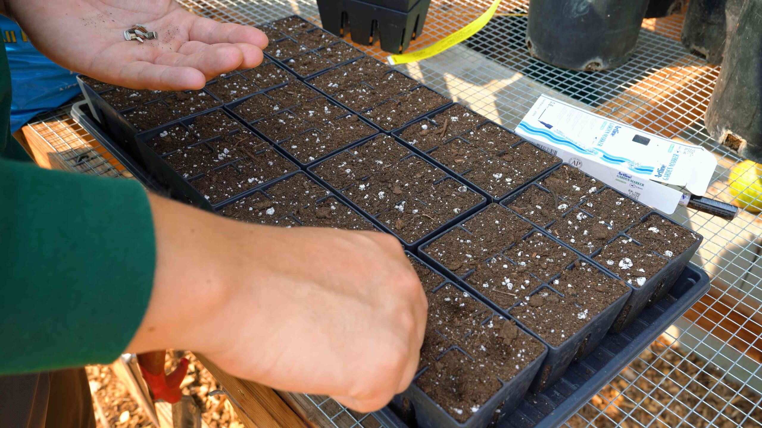 Growing Sunflowers in Your Garden