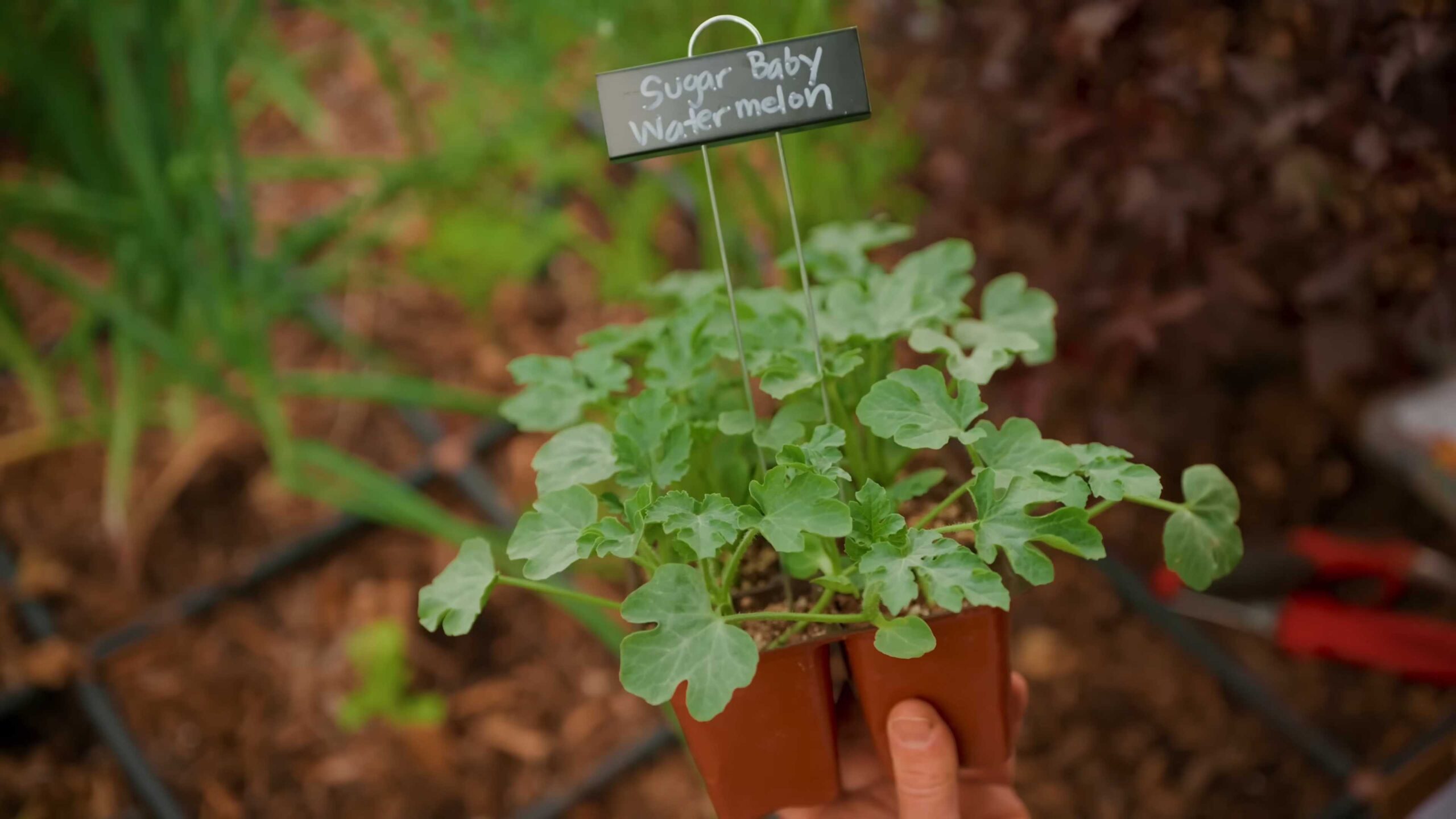 Summer Crops for Beginners