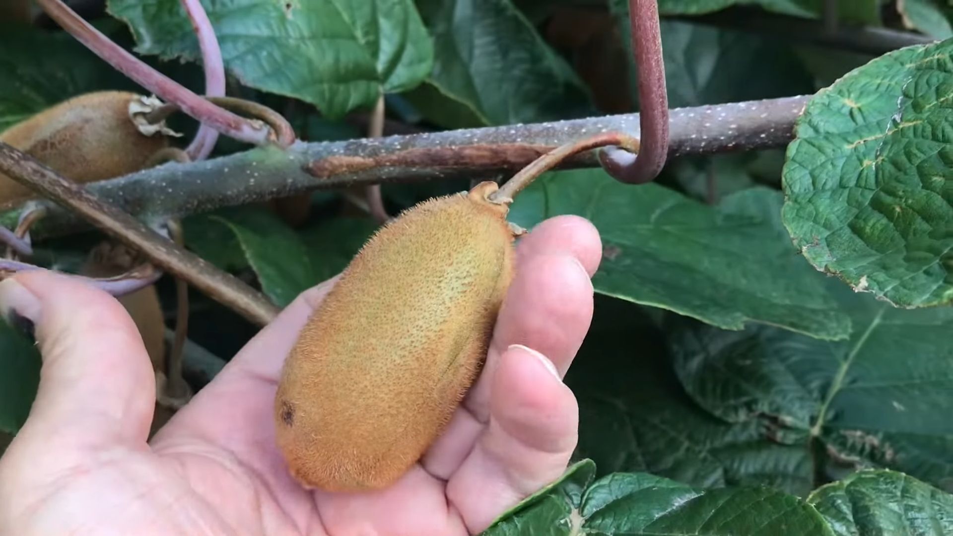 Grow Kiwi Vines at Home
