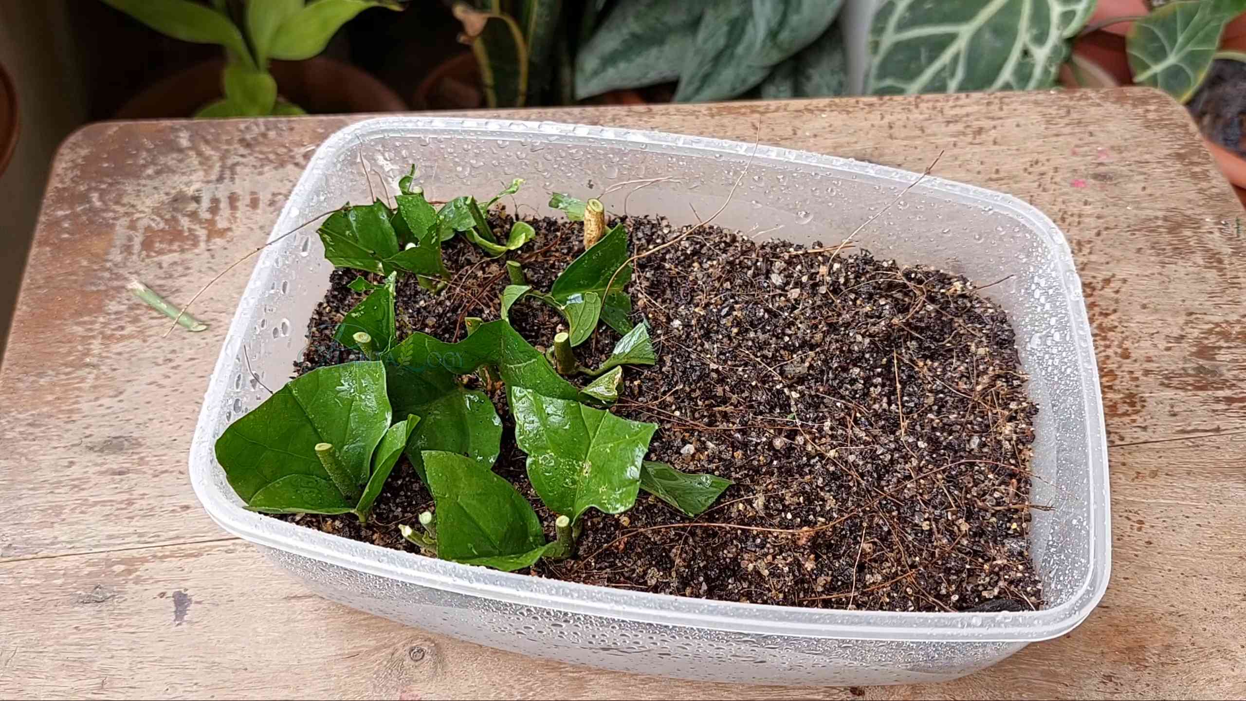 Arabian Jasmine Propagation